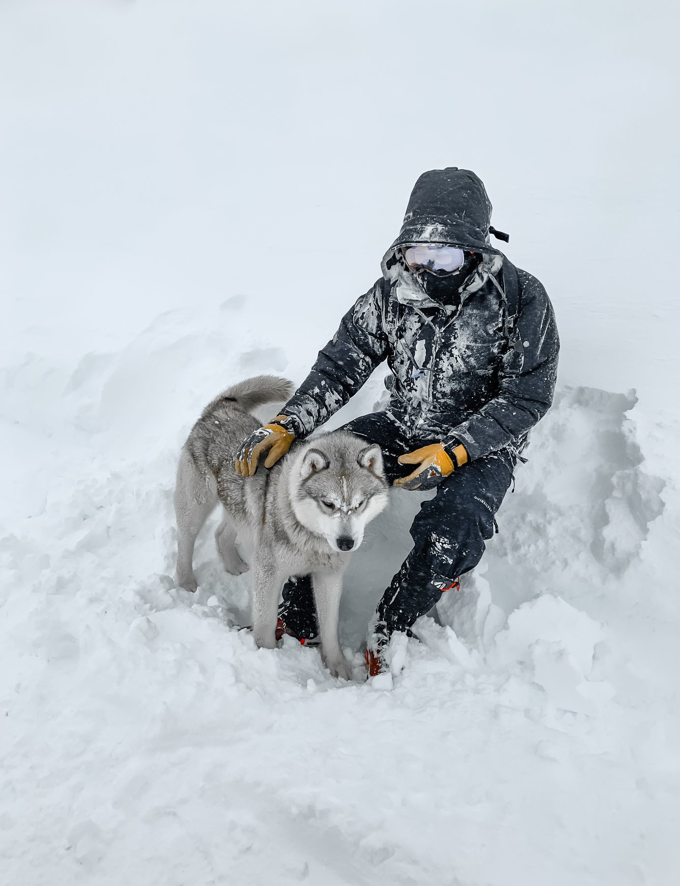 winter; front; one; pretty; funny; eyes; puppy; haski; energy; black; domestic; background; breed; carnivore; pet; doggy; male; outdoors; canine; purebred; mammal; young; looking; wolf; nature; siberian husky; husky dog; dog; animal; snow; siberian; white, Dmitry Leonov