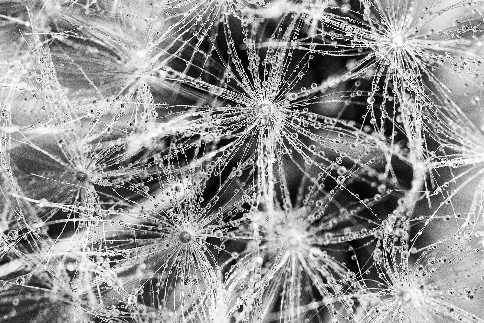 #drops #blackandwhite #macro #dandelion #spring #b&w #nature #abstract #fineart , Gheorghe Popa