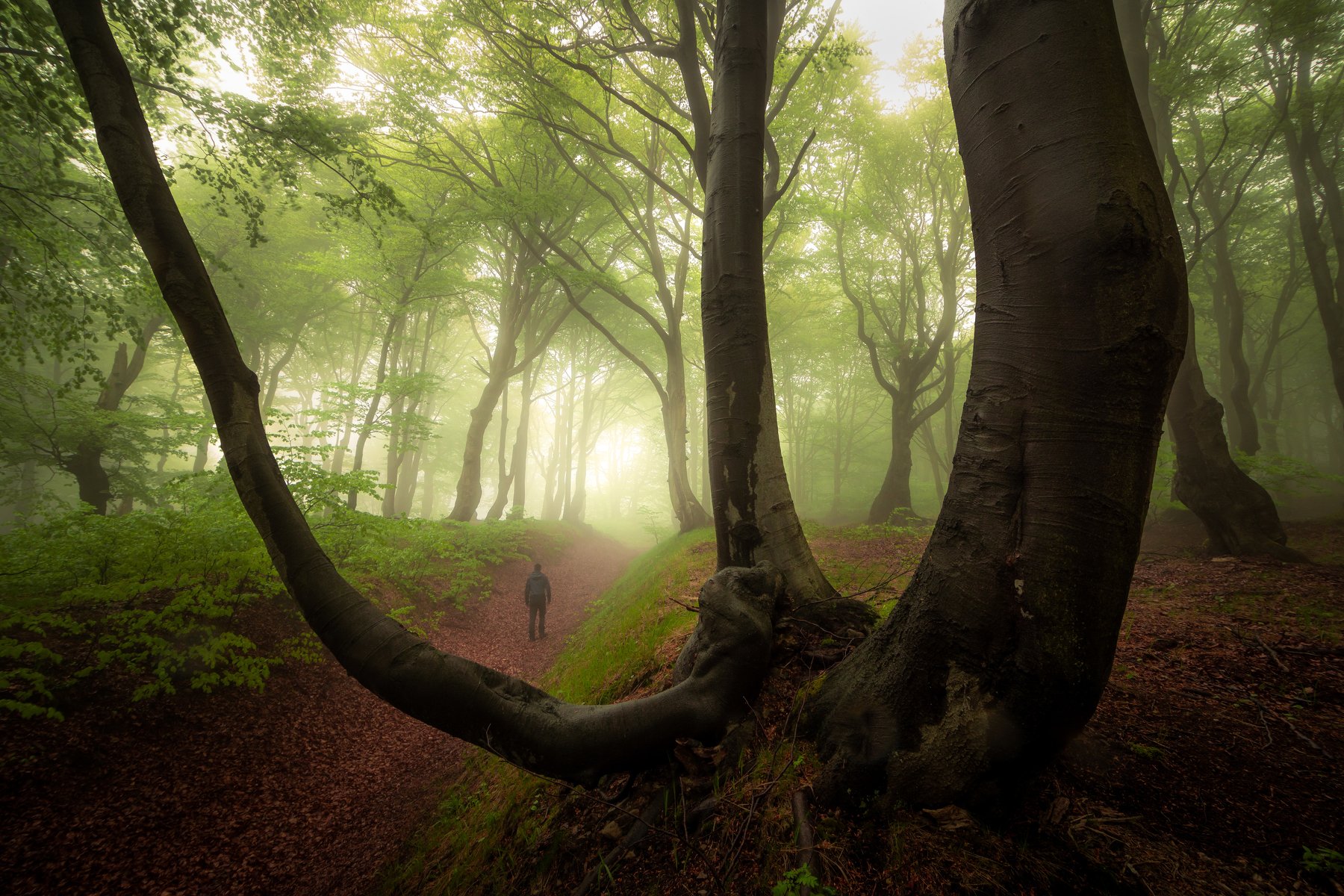 landscape, nature, forest, fog, mist, spring, tree, trees, person, czech republic, woodland, Luboš Prchal