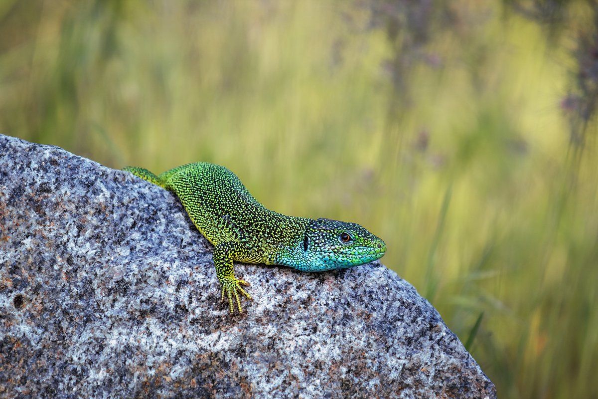 canon 55-250, beautiful, красивый, moment, момент, nature, природа, wildlife, живая, spring, весна, весенний, reptile, рептилия, lizard, ящерица, green, зеленая,, Наталья Терентьева