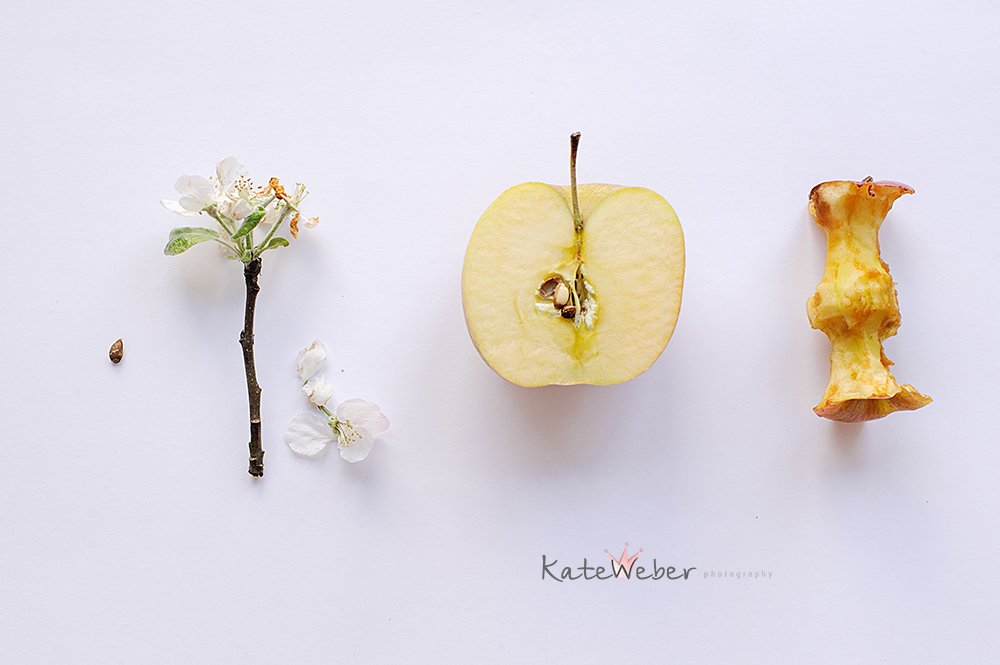 apple, seed, blossom, fruit, Ekaterina Weber