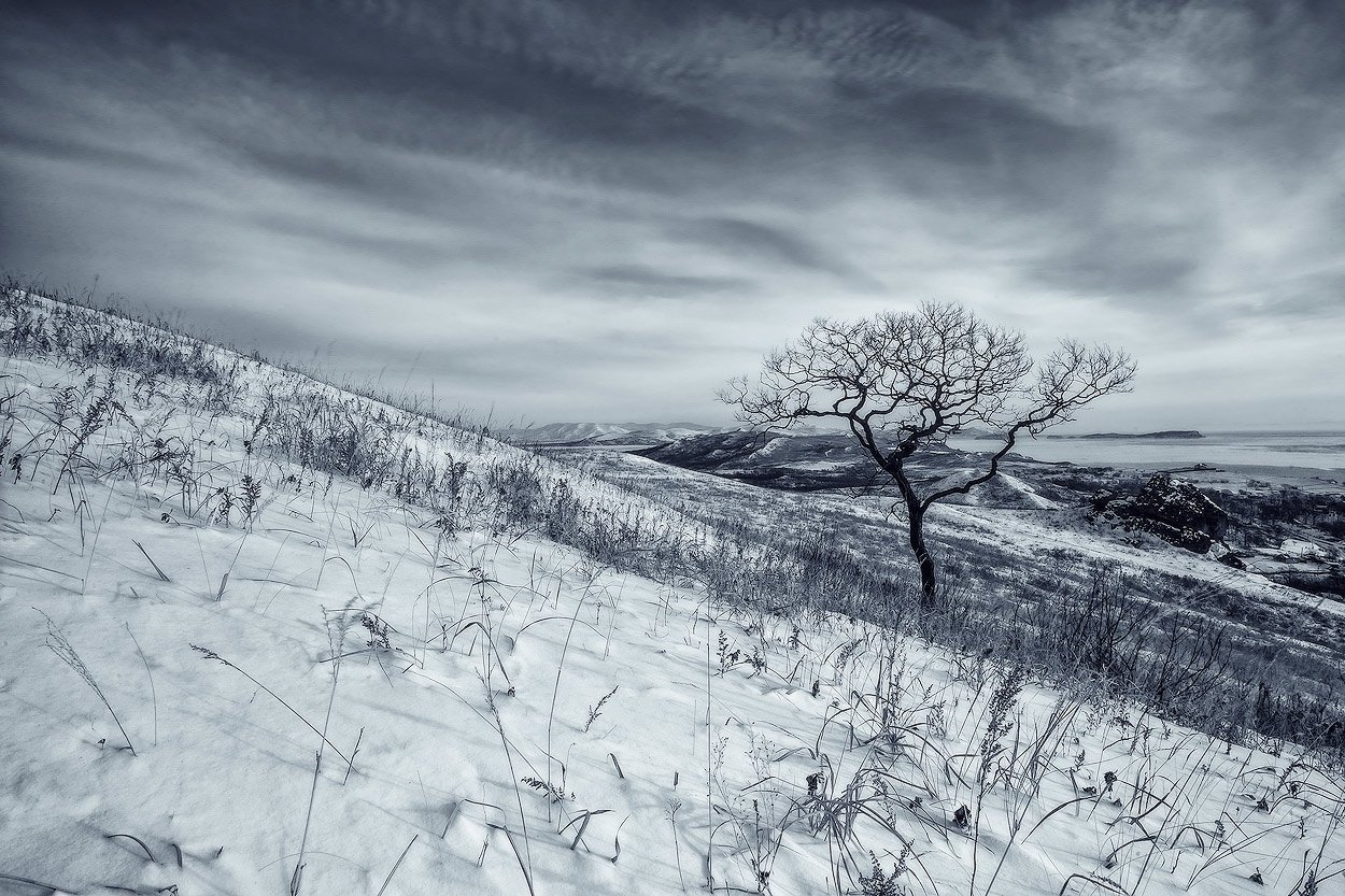 зима, утро, дерево, снег, Андрей Кровлин