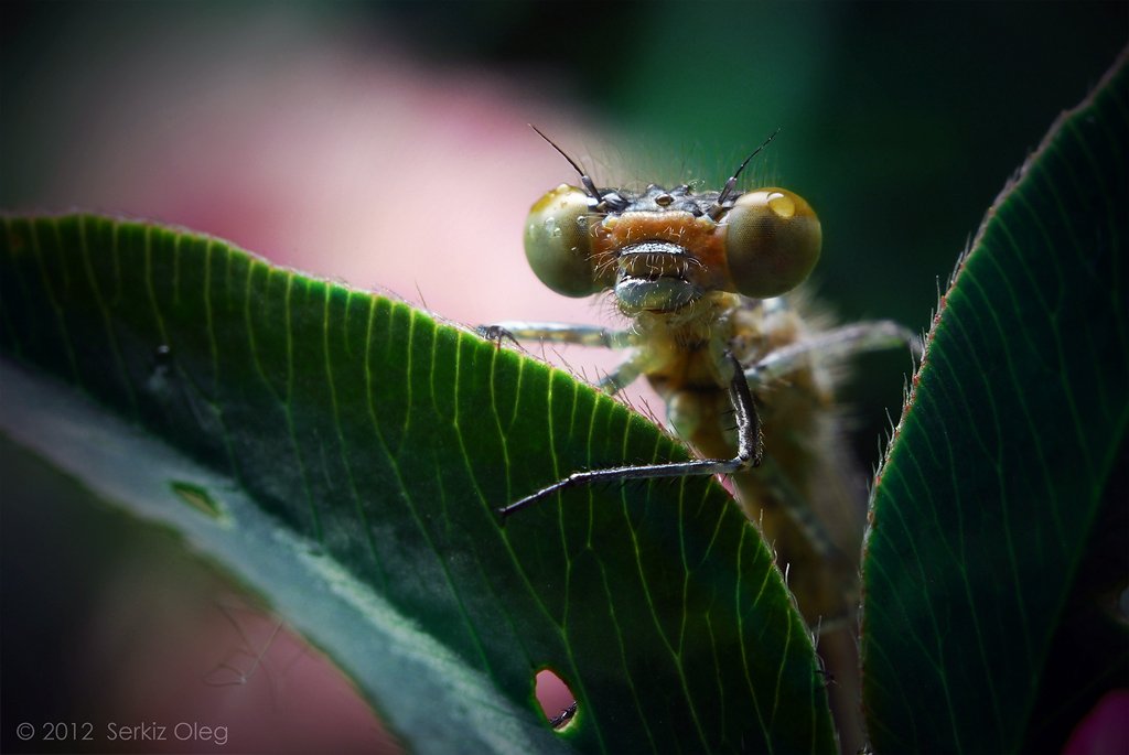 damselfly, dragonfly, macro, close-up, nature, eyes, head, face, chernivtsi, bukovina, ukraine, serkiz oleg, олег серкиз, макро, стрекоза, Oleg Serkiz