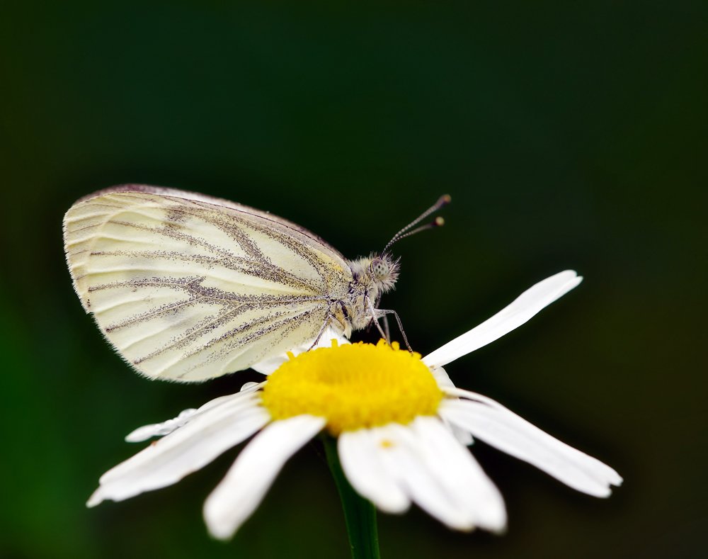 macro, closeup, insect, макро, насекомые, gnilenkov, Alexey Gnilenkov