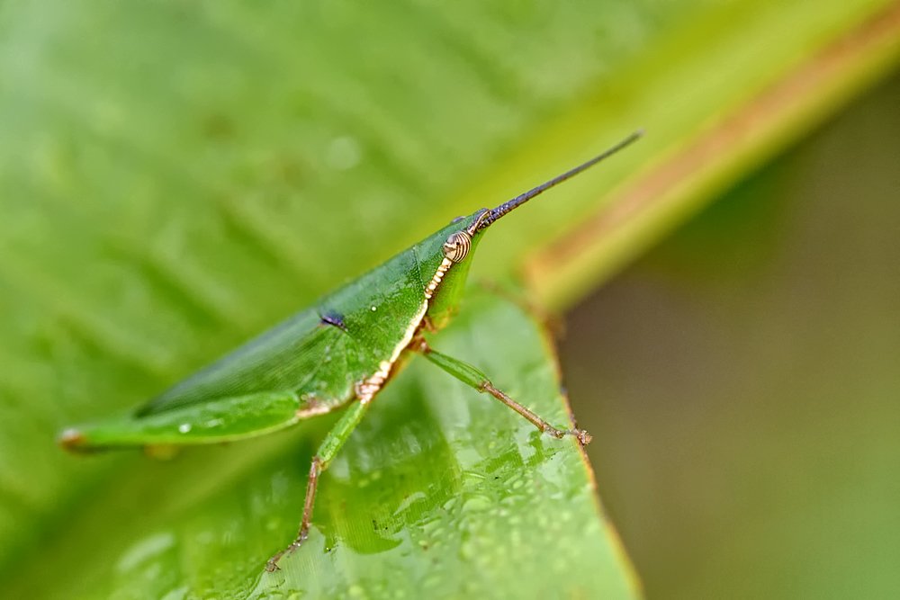 macro, closeup, insect, макро, насекомые, gnilenkov, Alexey Gnilenkov