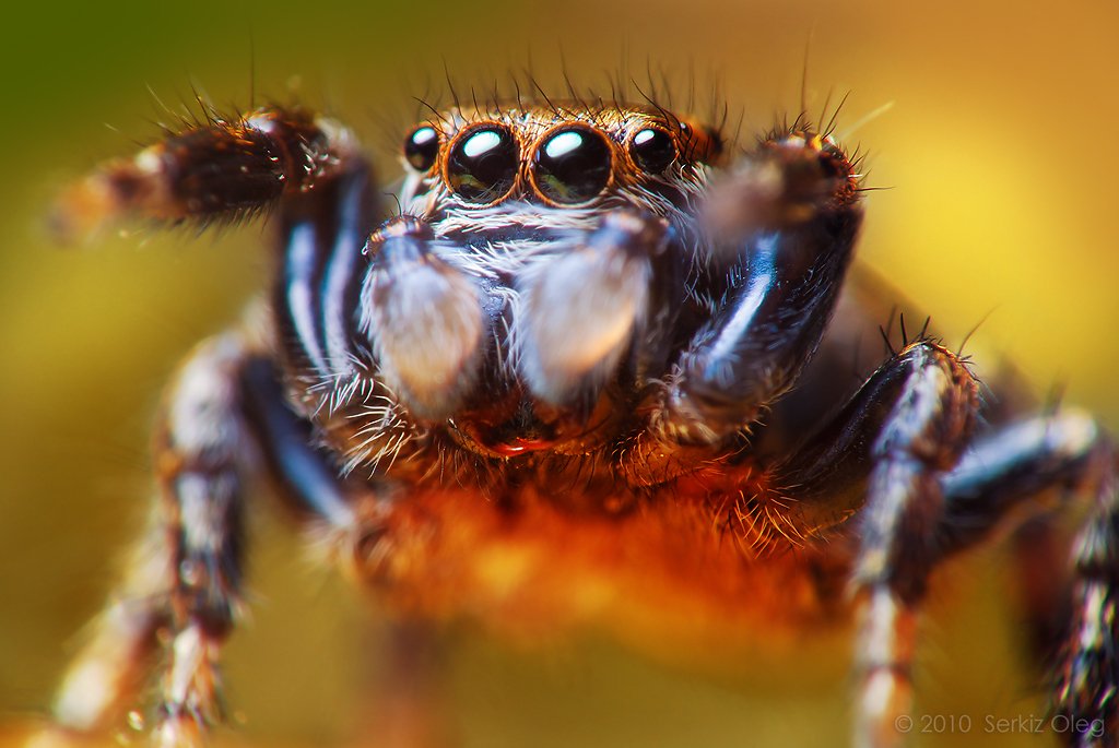 jumping spider, macro, close-up, nature, evarcha arcuata, small, cute, eyes, jump, spider, art, ukraine, chernivtsi, oleg serkiz, олег серкиз, макро, паук скакунчик, Oleg Serkiz