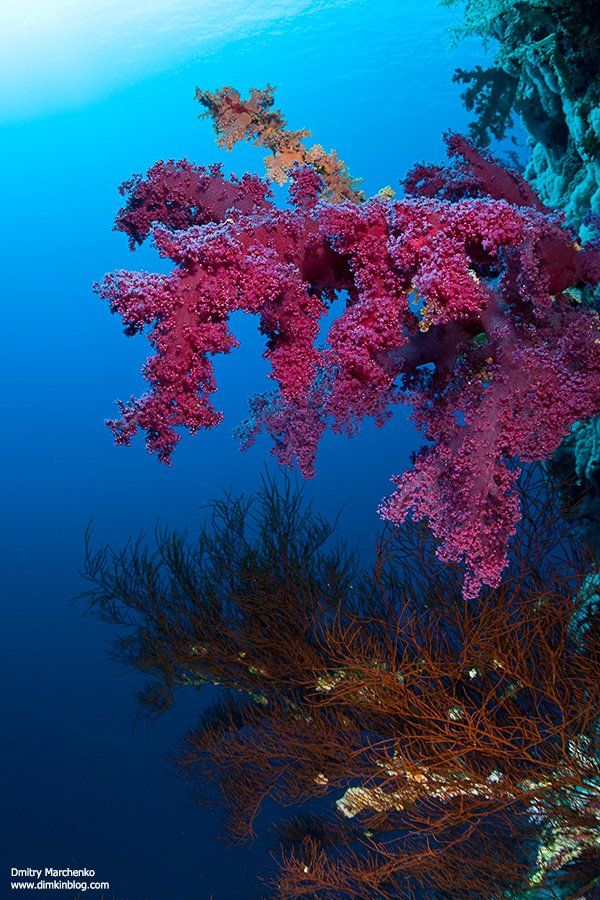 soft corals,мягкие кораллы,кораллы,underwater, Дмитрий Марченко