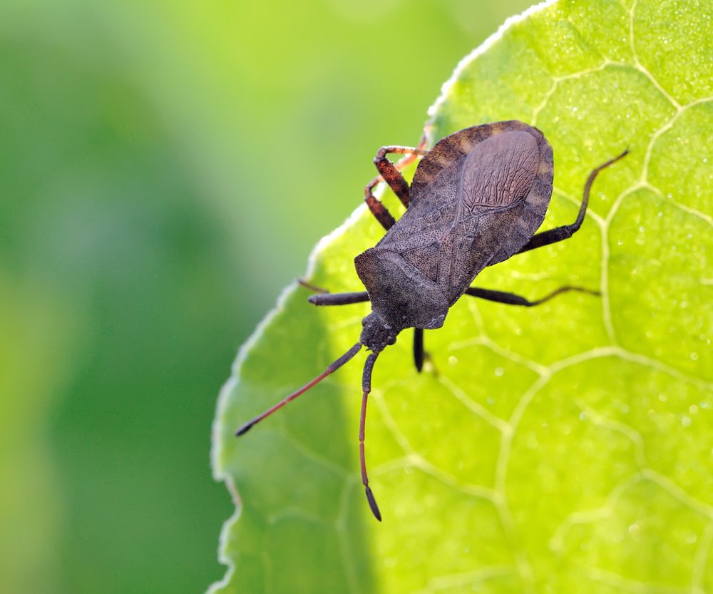 macro, closeup, insect, макро, насекомые, gnilenkov, Alexey Gnilenkov