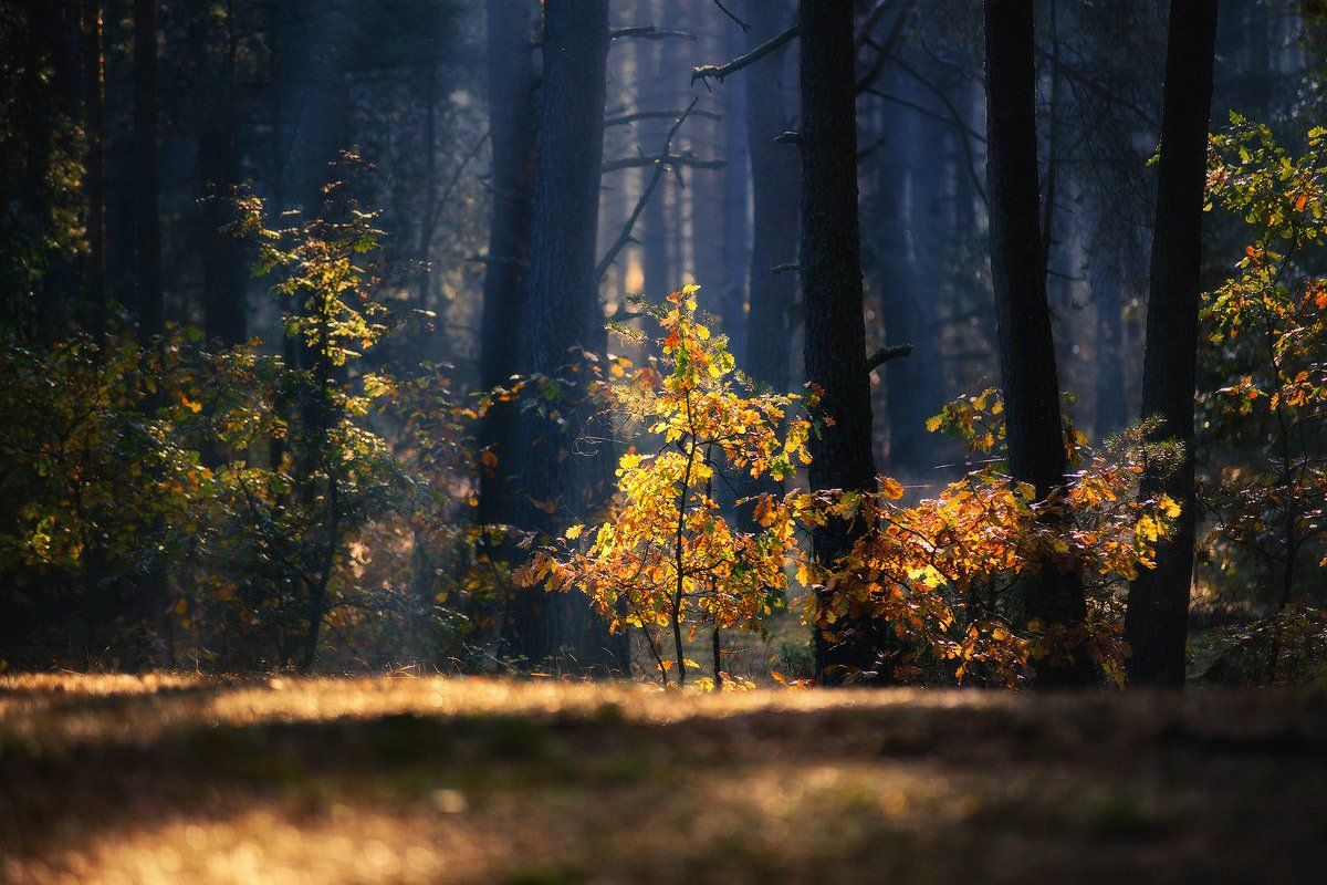 лес, свет, лучи, дерево, солнце, Алексей Угальников