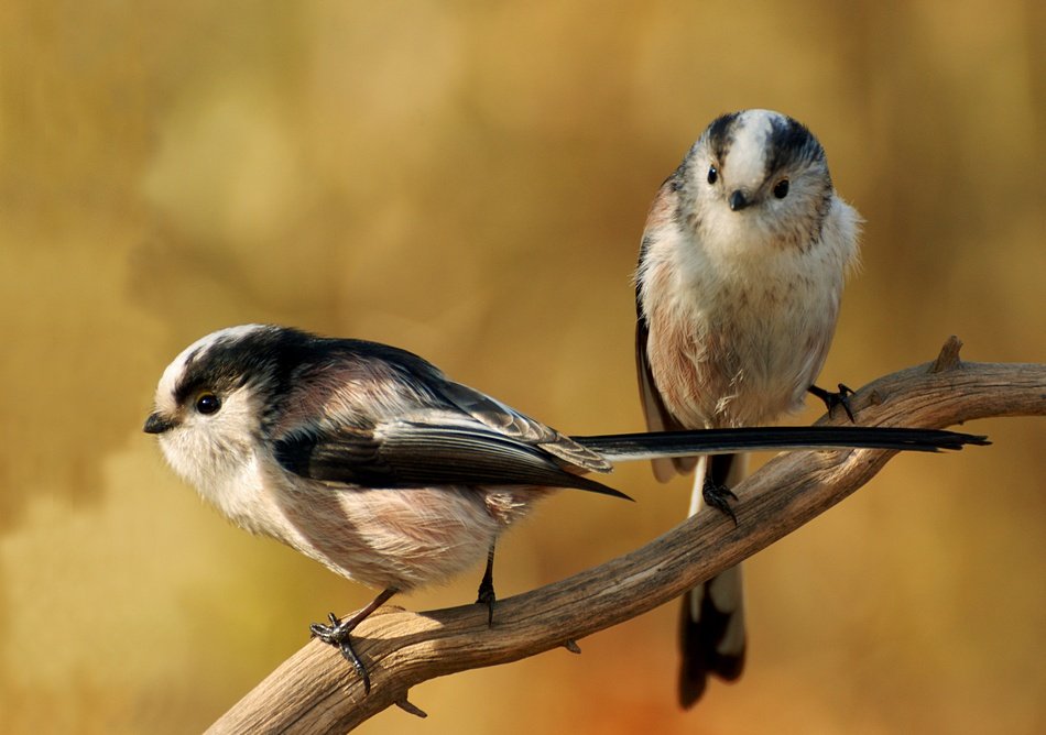 ополовники, птицы, крым, birds, wildlife, crimea, фотоохота, Сергей Шкарупо