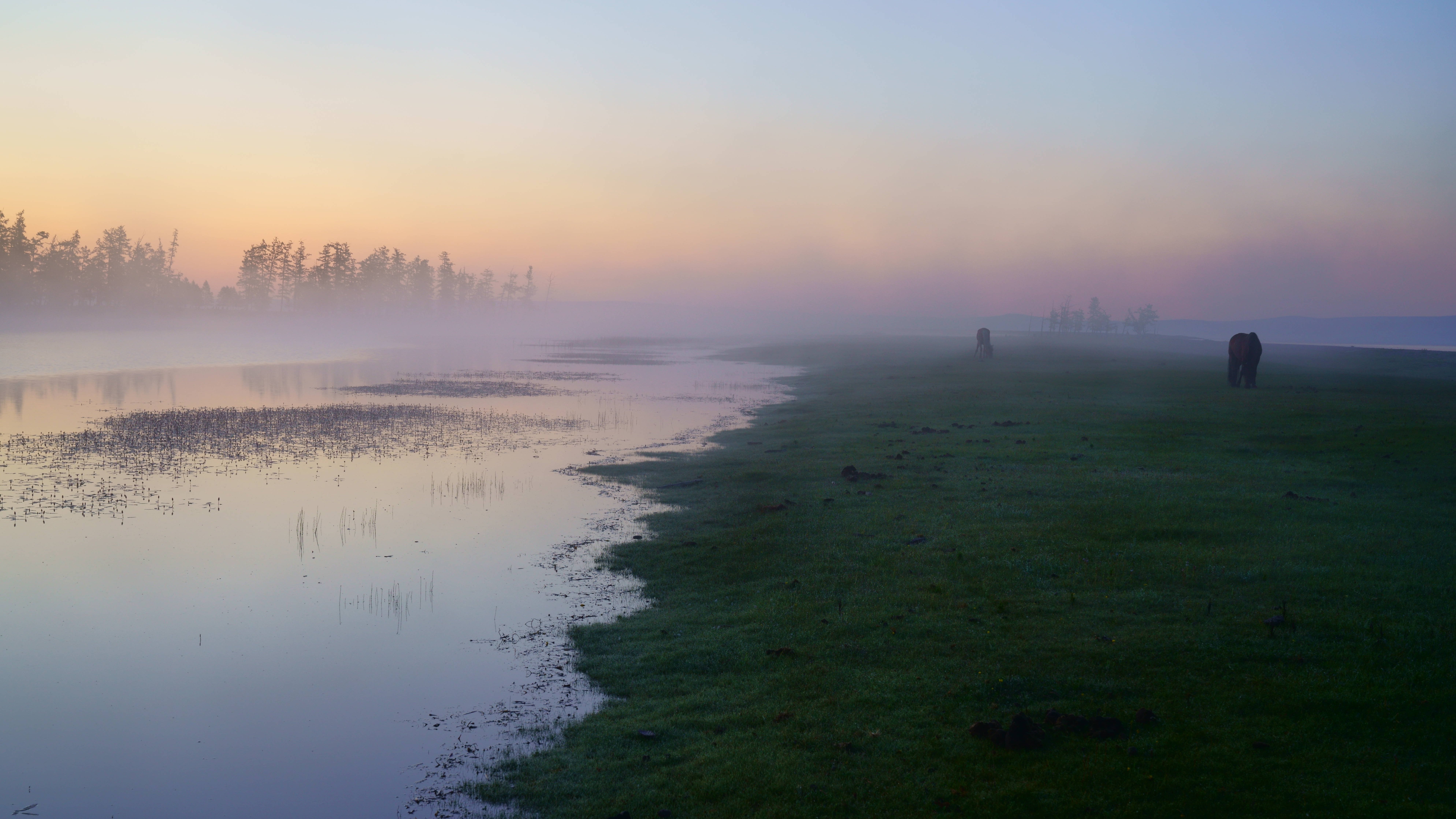 mongolia, hovsgol, lake, horses, mist, fog, morning. atmosphere, mood,, Shin