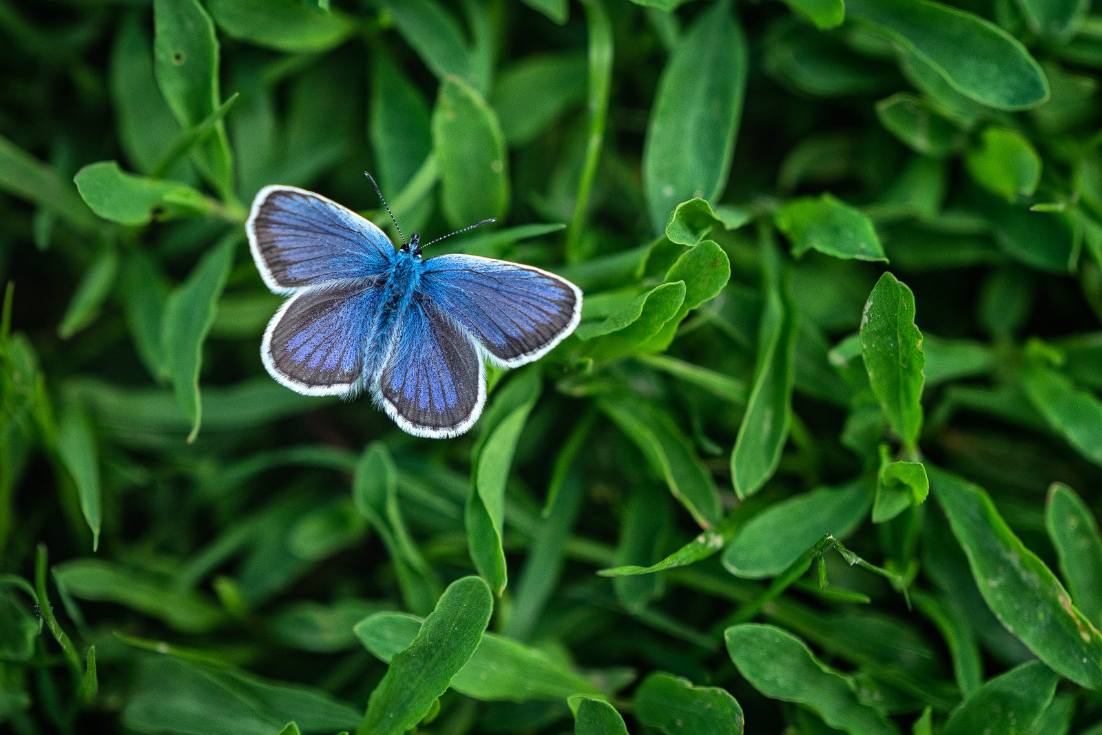 #blue #macro #buterfly #nature #green #grass #sony100400 , Gheorghe Popa