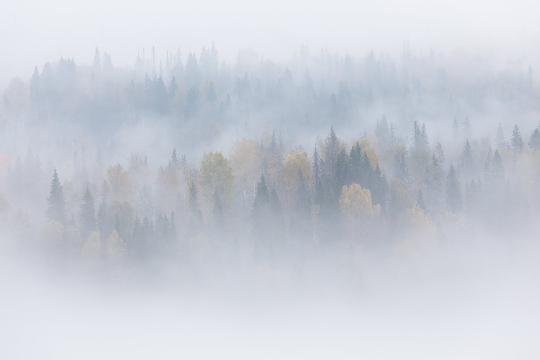 Лес, туман, урал, Сергей Гарифуллин