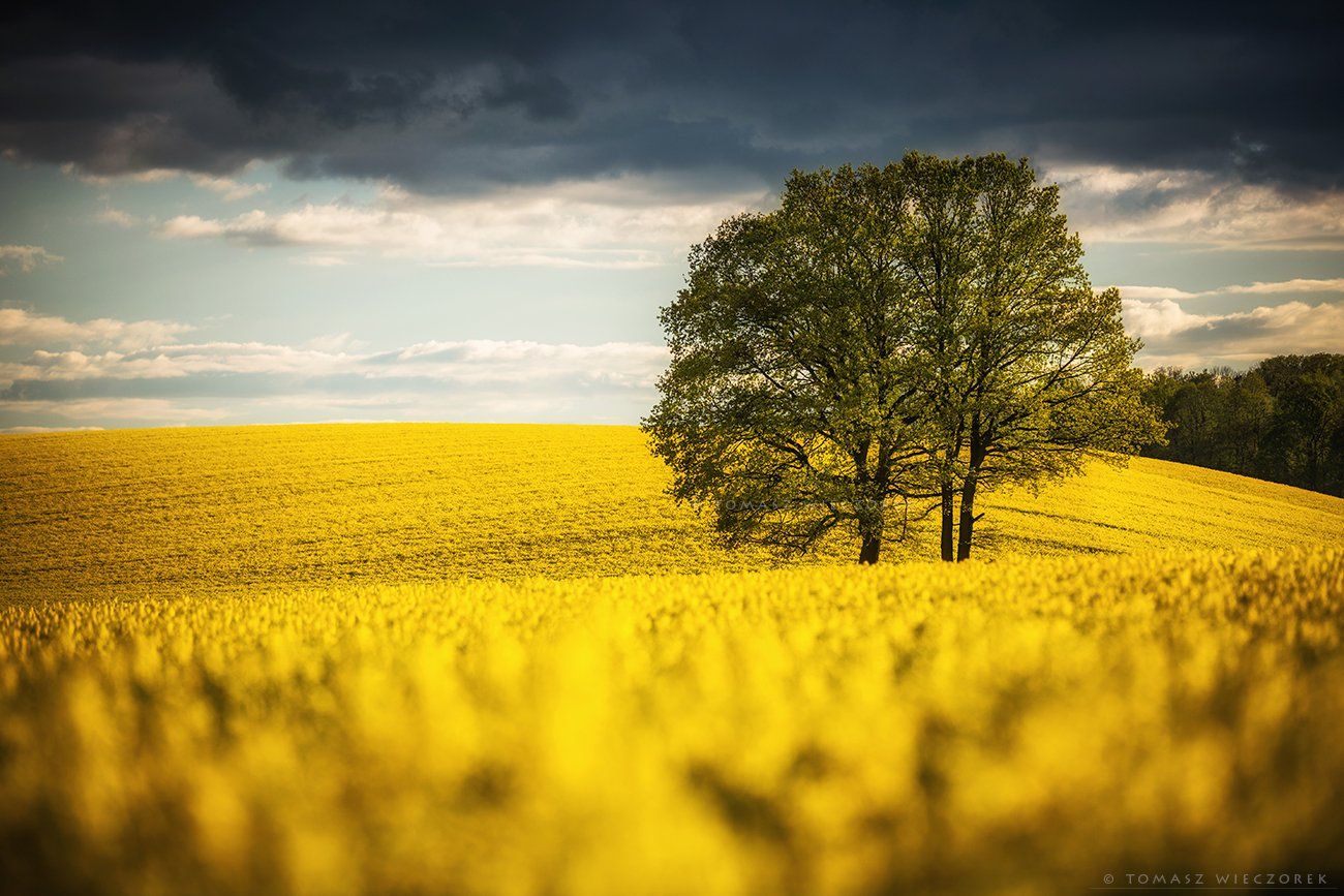 poland, polish, landscape, sunrise, sunset, colours, awesome, amazing, adventure, travel, beautiful, fields, colza, spring, tree, flowers, sea, Tomasz Wieczorek