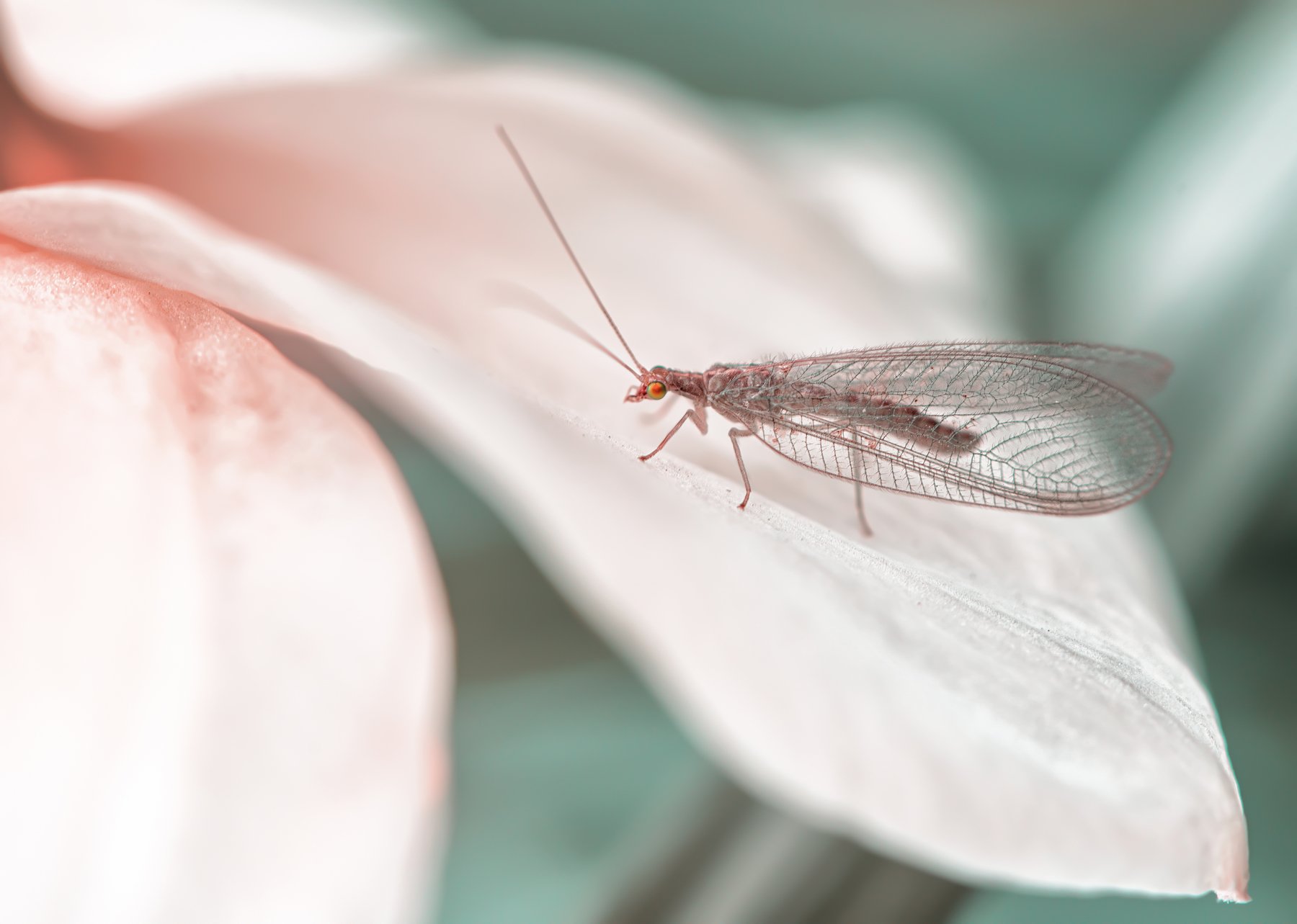златоглазка весна насекомые макро, Анастасия Третьякова