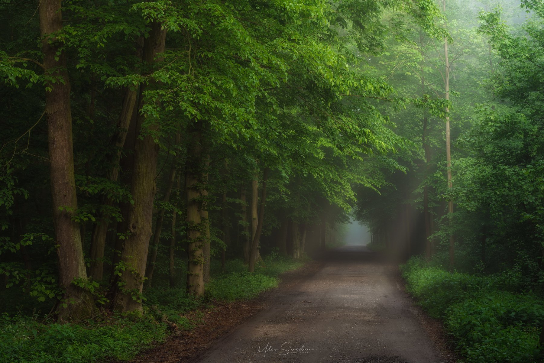 forest, fog, tree, morning, green, way, Milan Samochin