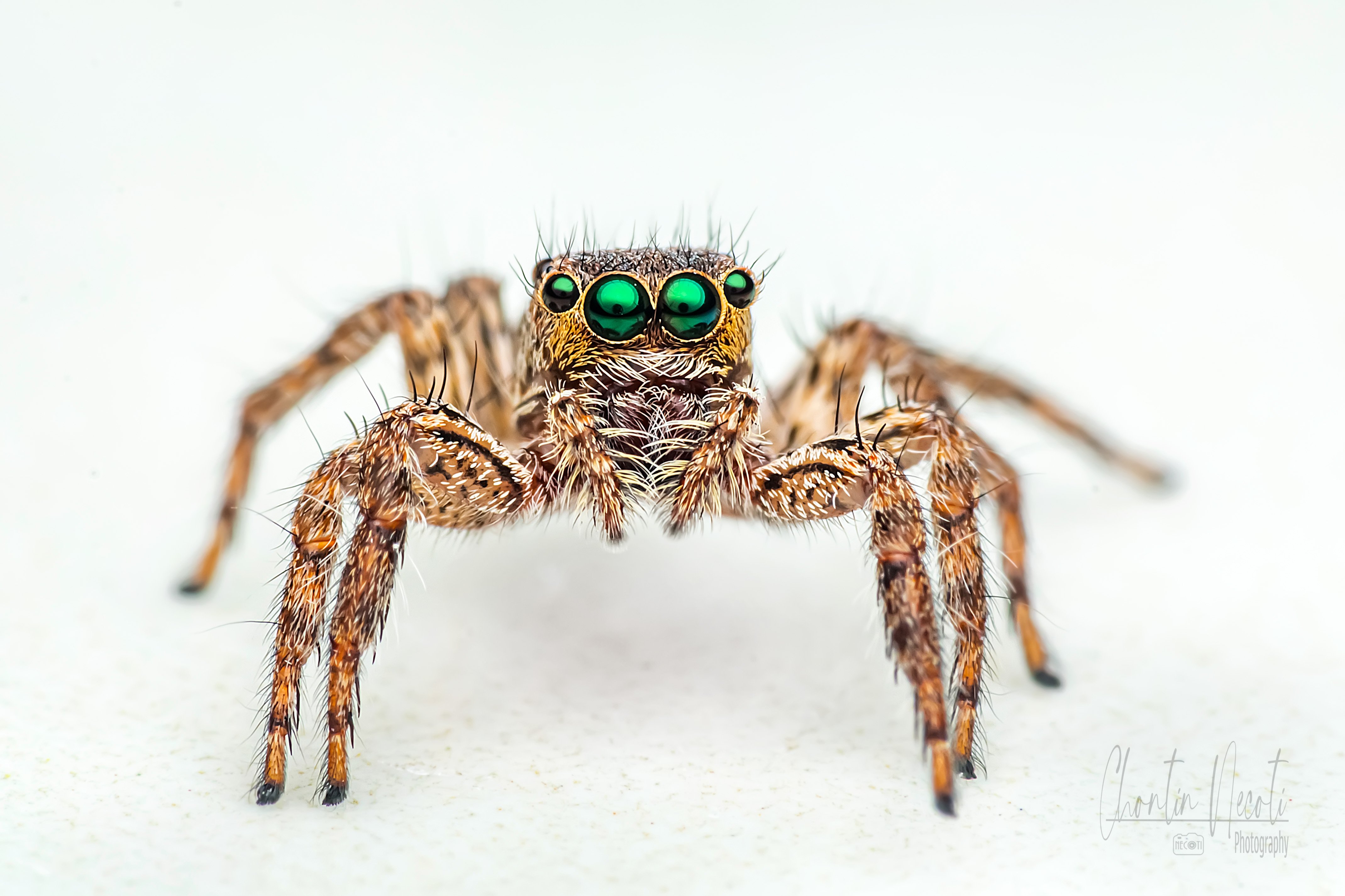 spider, jumping, macro, small, nature, natural, outdoor, eyes, green, legs, prey, close up, NeCoTi ChonTin