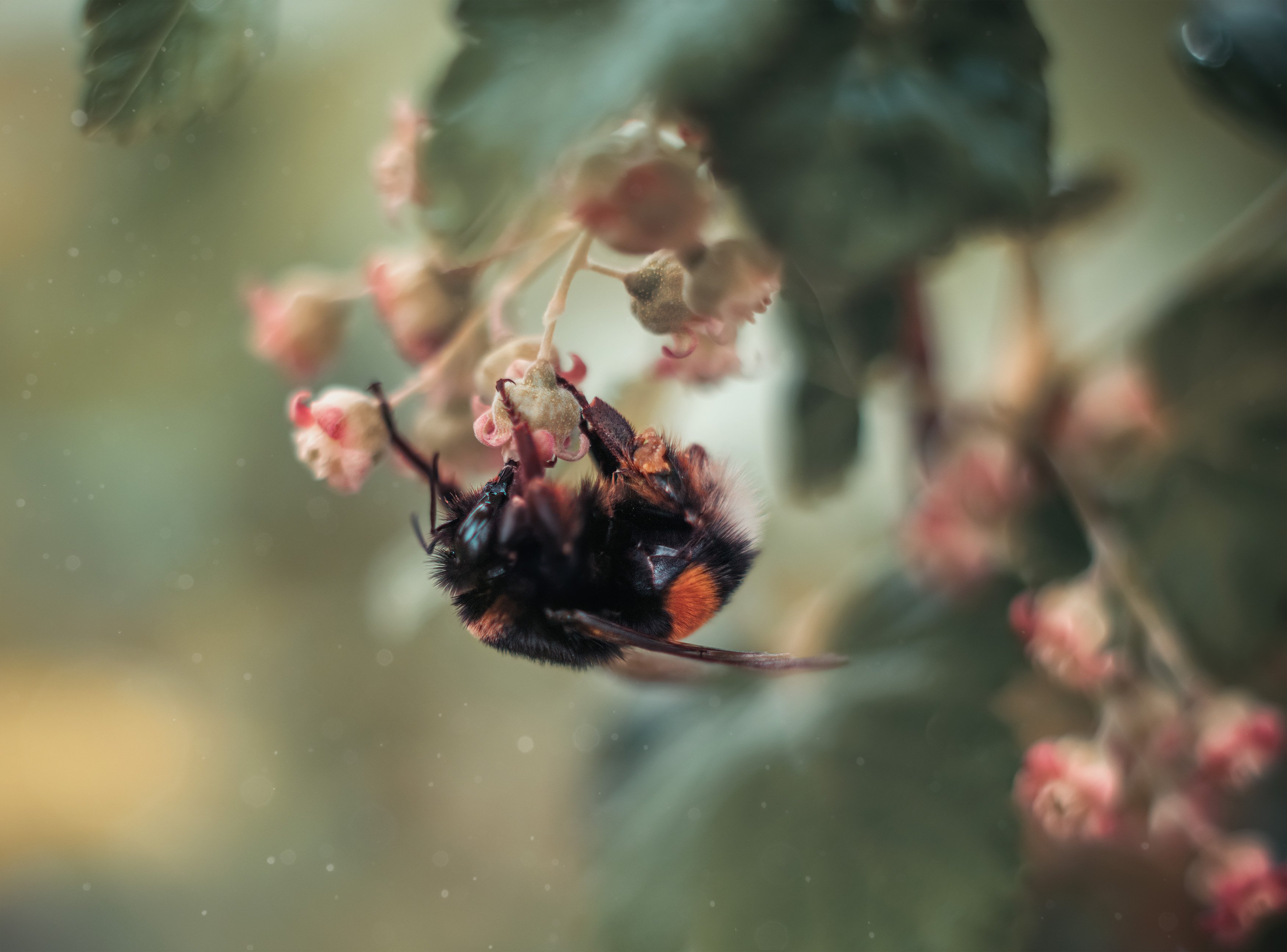 пчела весна макро смородина шмель, Анастасия Третьякова