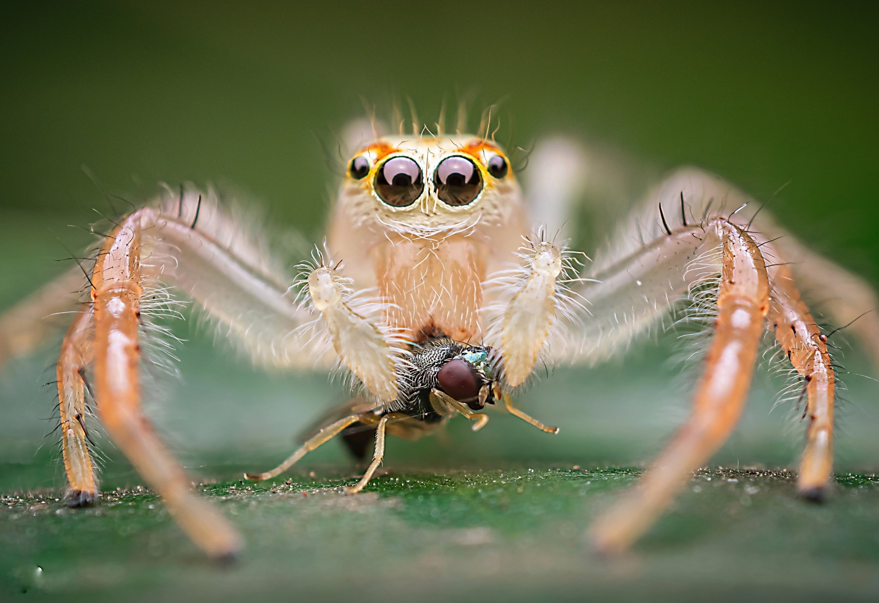 macro wildlife closeup insects spiders, Shuvam Sadhukhan