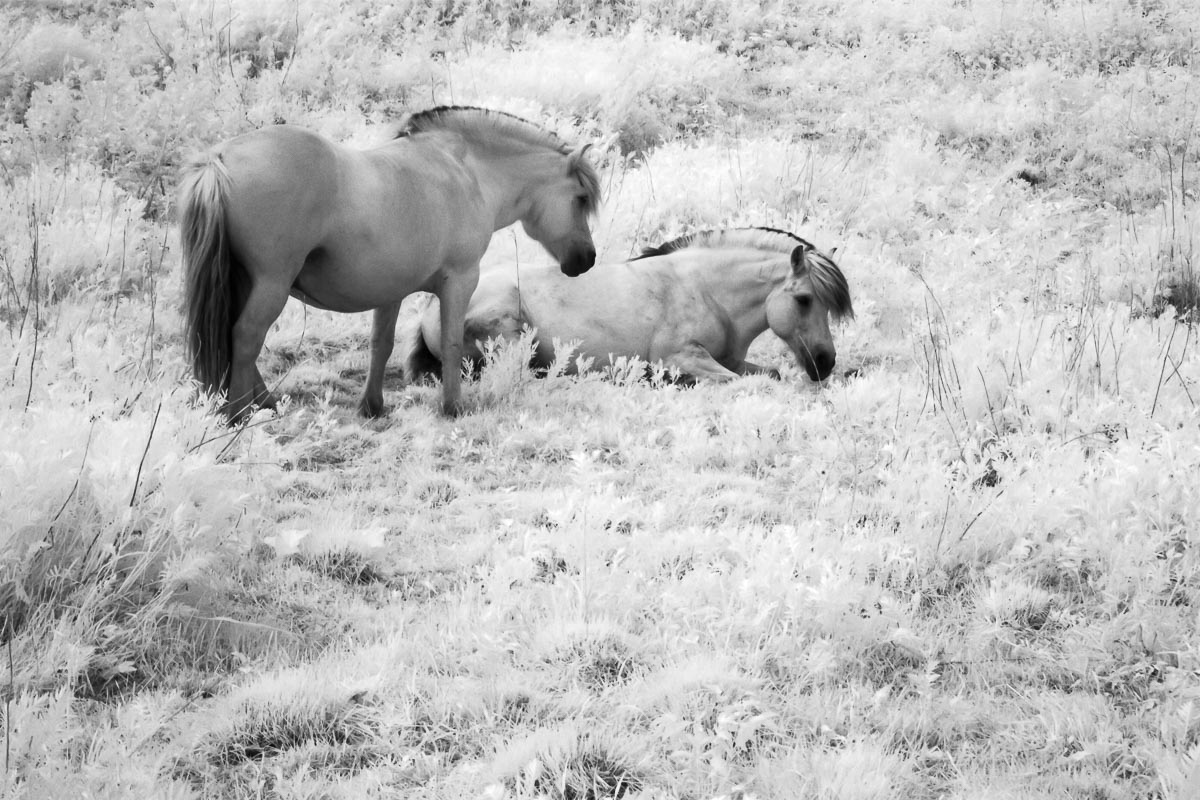 Инфракрасное фото, лошадь, трава, Норвегия, ir, Сергей Козинцев