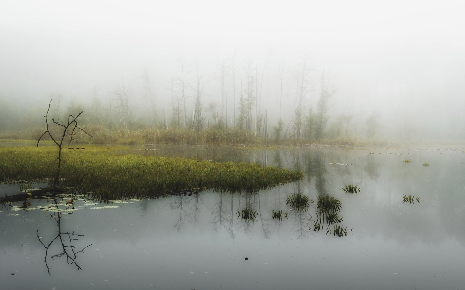 fog,landscape,light,trees,forest,water,atmosphere,marshland,forest,sky,nikon,, Krzysztof Tollas