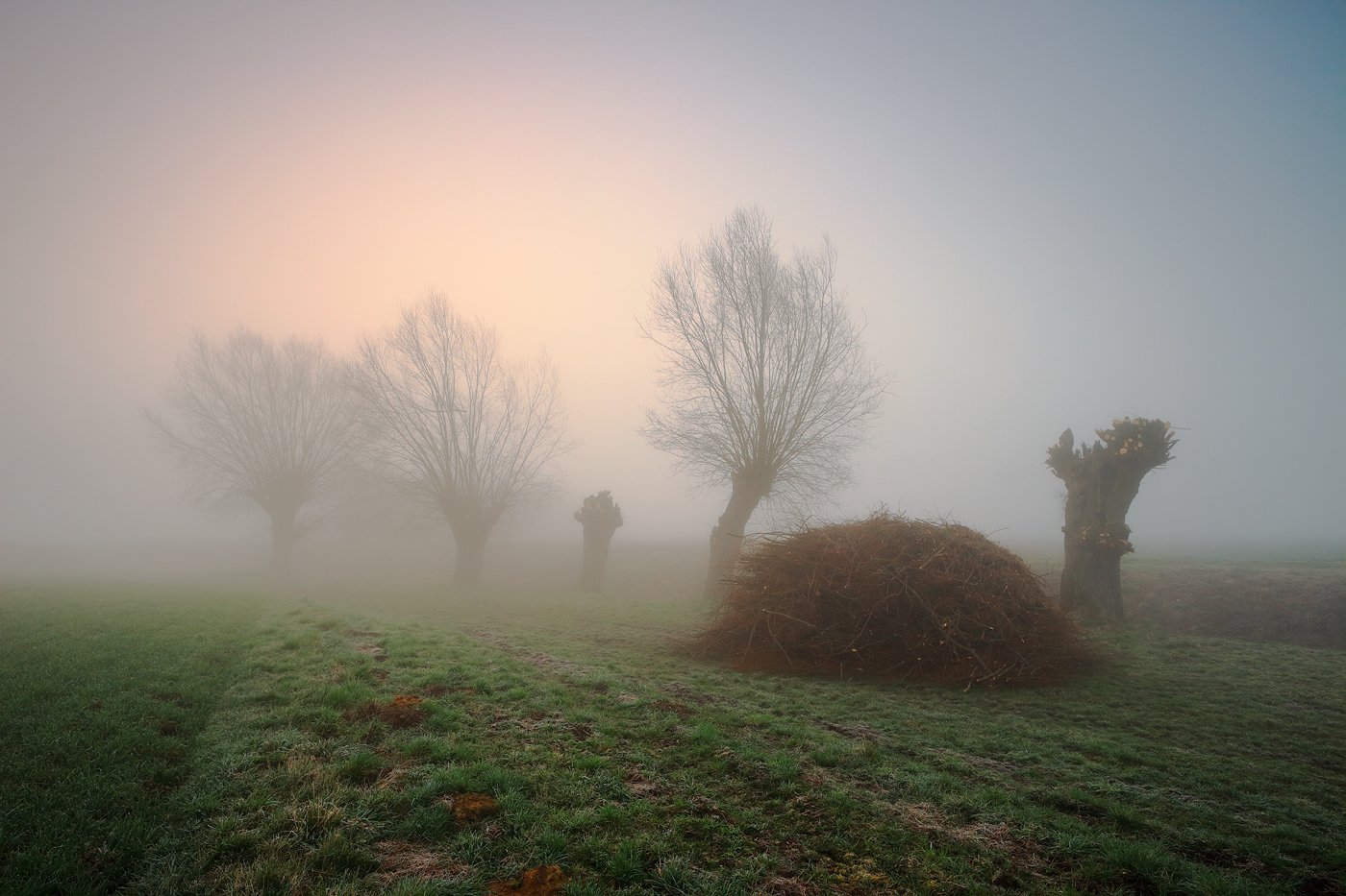 sunrise, tree, willow, morning, mist, fog, mood,, Jacek Lisiewicz