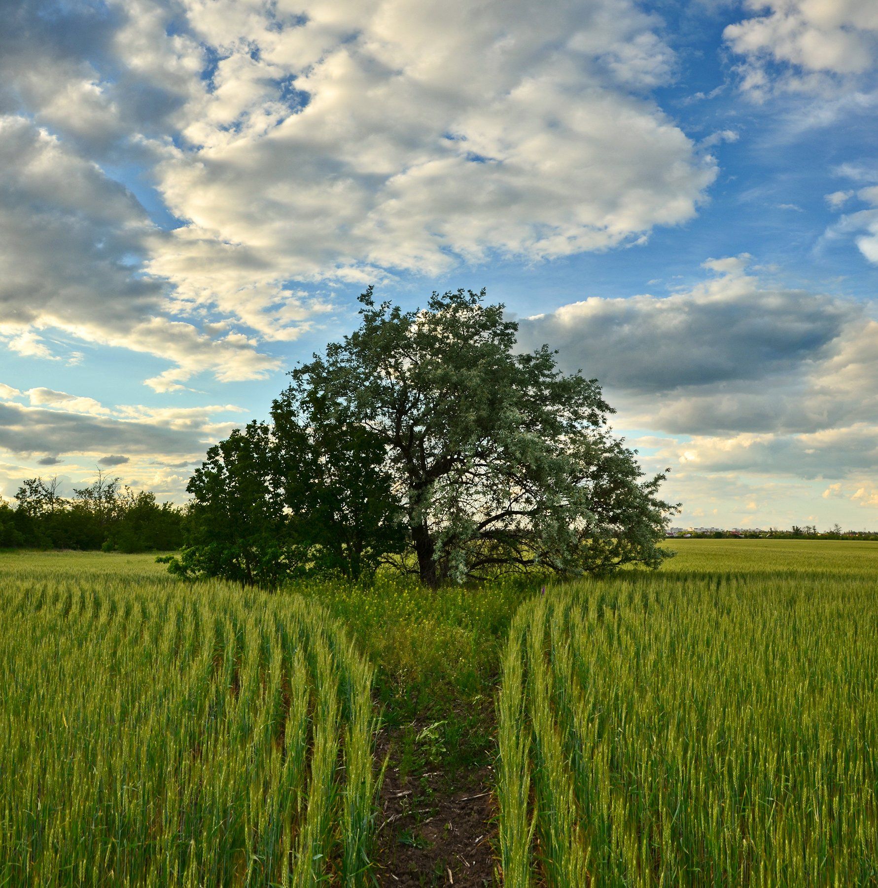 поле, пшеница, небо, облака, дерево, Валерий Наумов