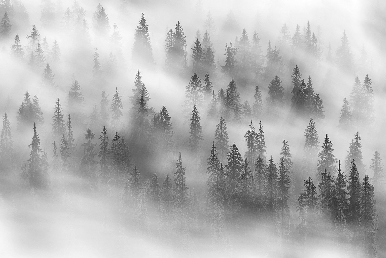 spring, trees, wind, fog, landscape, travel, nature, mountain, romania, cold, morning, Lazar Ioan Ovidiu