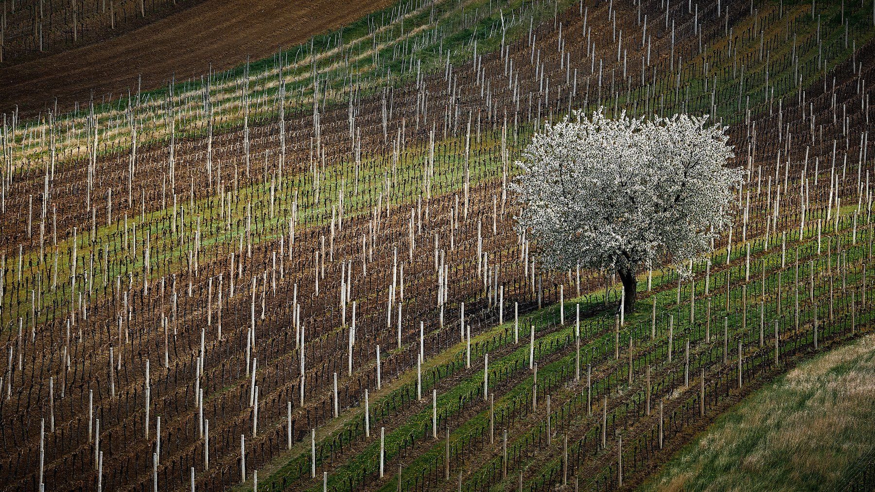 южная моравия, чехия, весна,  south moravia, czech, Пётр Дедковский