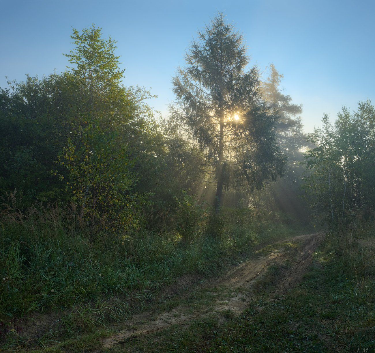 дорожка, ели, лес, лето, лучи, прохлада, рассвет, свет, солнце, туман, утро, fog, forest, light, morning, sun, fairytale, freshness, trees, misty, foggy dawn, rays, foggy, pine trees, Ivan Maljarenko 