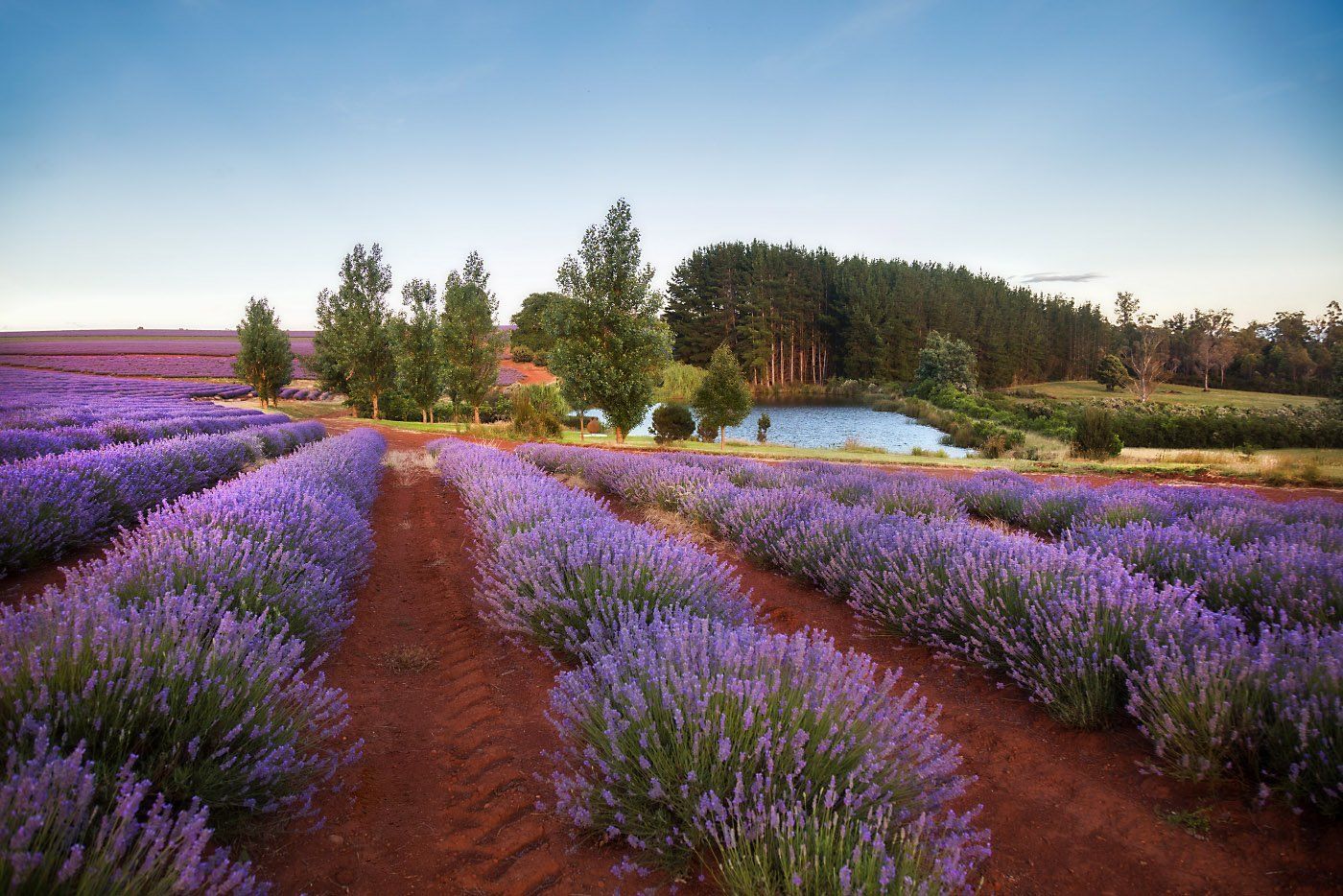тасмания, лаванда, австралия, tasmania, lavender, Inesa Hill
