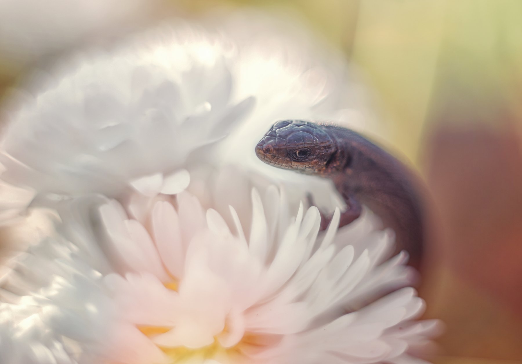 ящерица макро цветы маргаритки ящерка, Анастасия Третьякова