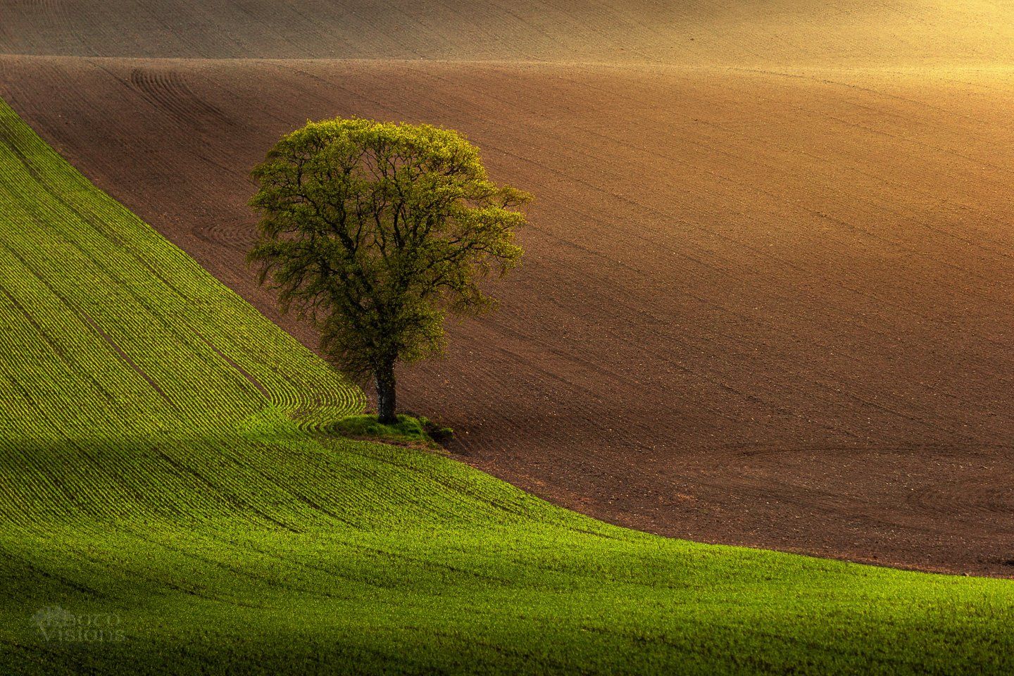 tree,field,rural,light,nature,spring,springtime,norway,, Adrian Szatewicz