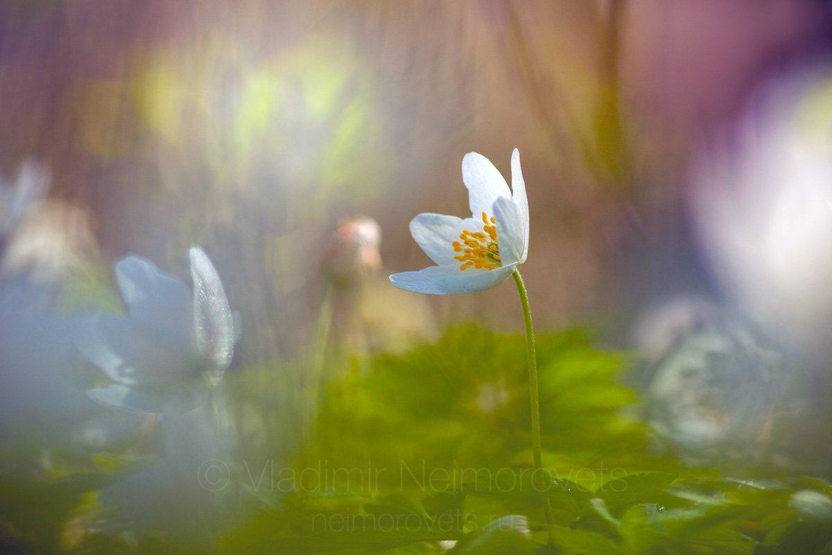 wood anemone, windflower, thimbleweed, smell fox, white, yellow, green, blossom, flower, plant, spring, morning, Russia, Leningrad Region, Gatchina district,, Владимир Нейморовец