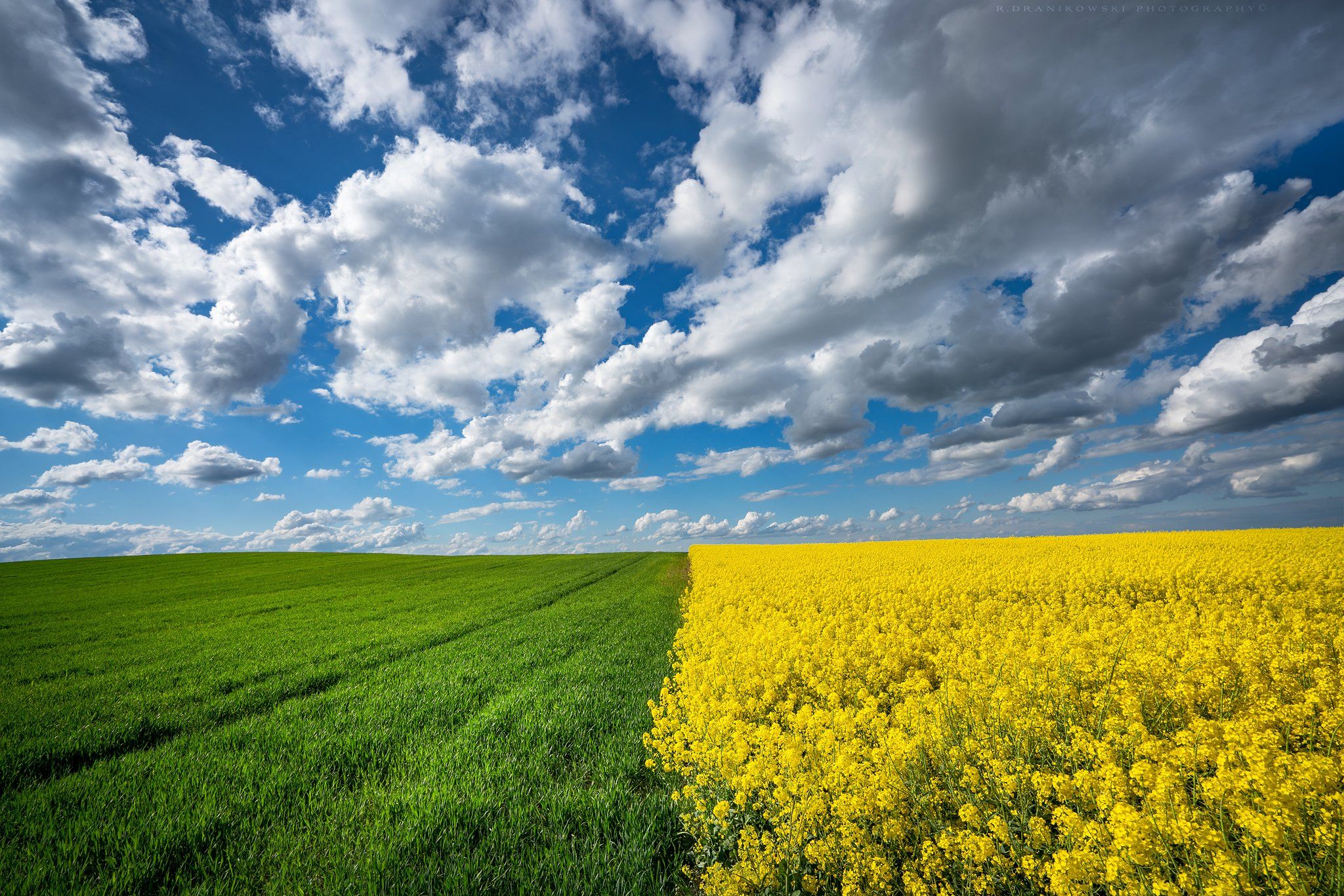colza rape landscape sky clouds dranikowski field agriculture yellow rzepak day grass countryside, Radoslaw Dranikowski