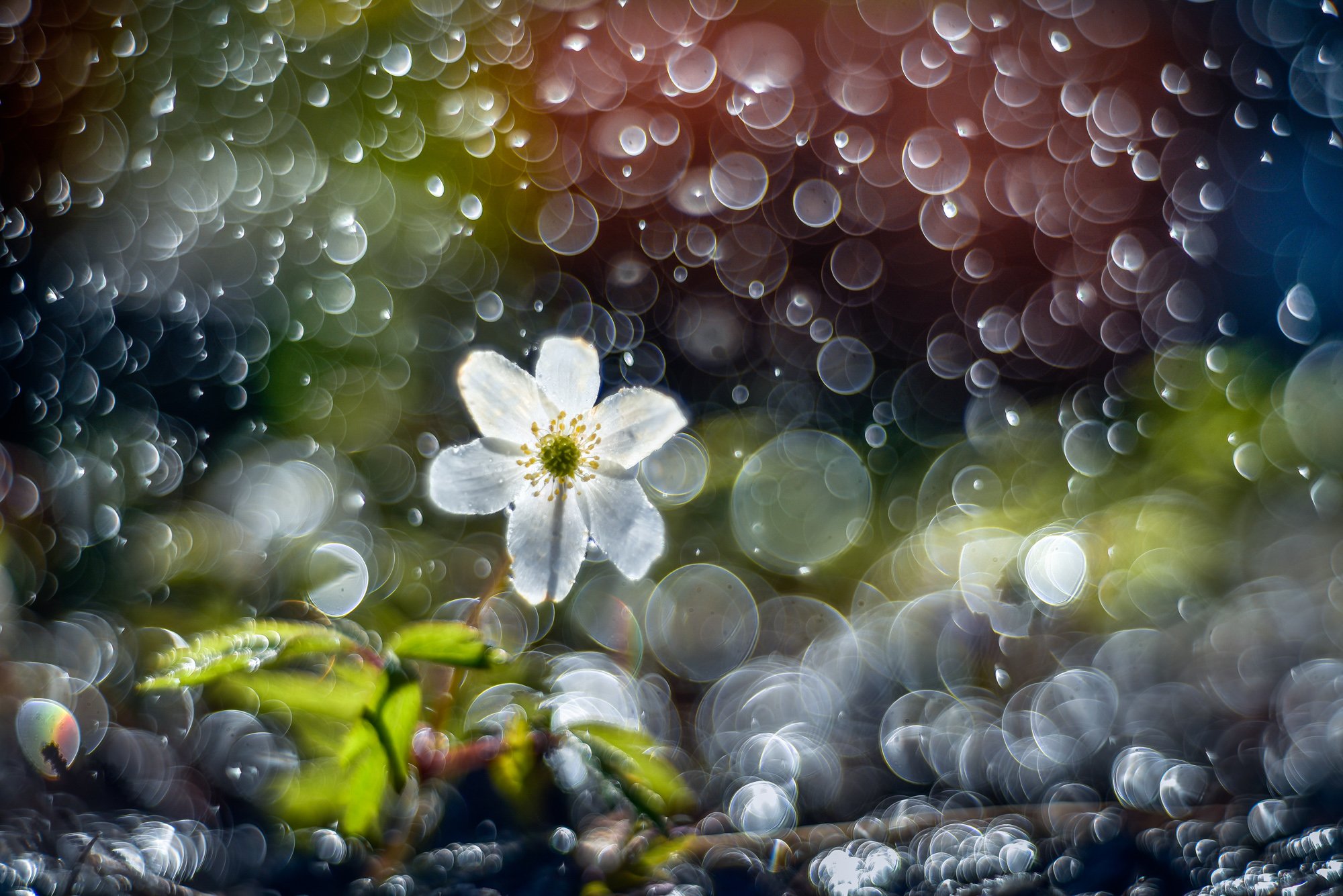 macro, bokeh, vintage lens, nature, abstract, flowers, anemone, flora, Sylwia Grabinska