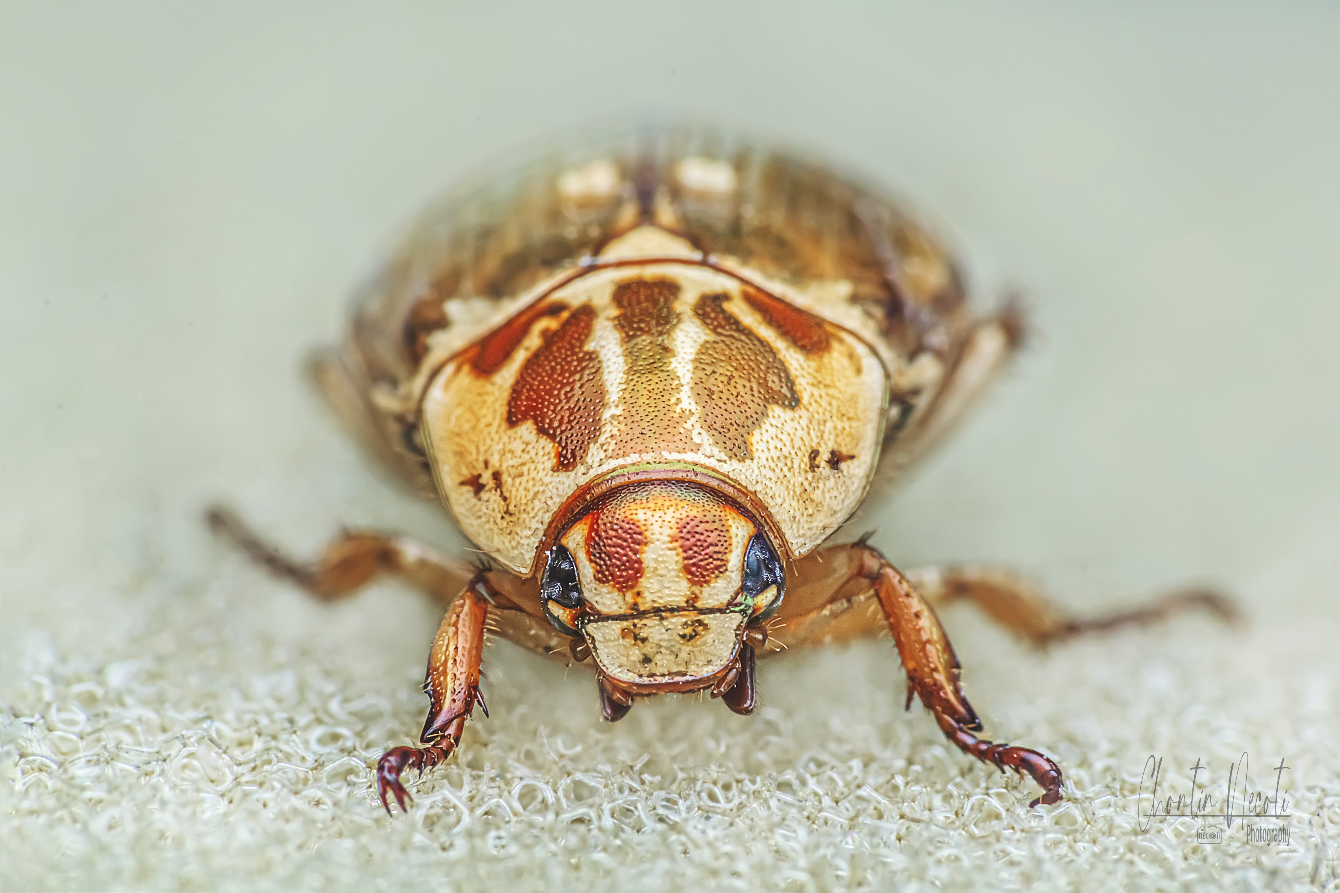 insect, Scarabaeoidea, macro, beautiful, beauty, nature, natural, outdoor, close up, stock, image, focus, light, flash, fly, NeCoTi ChonTin