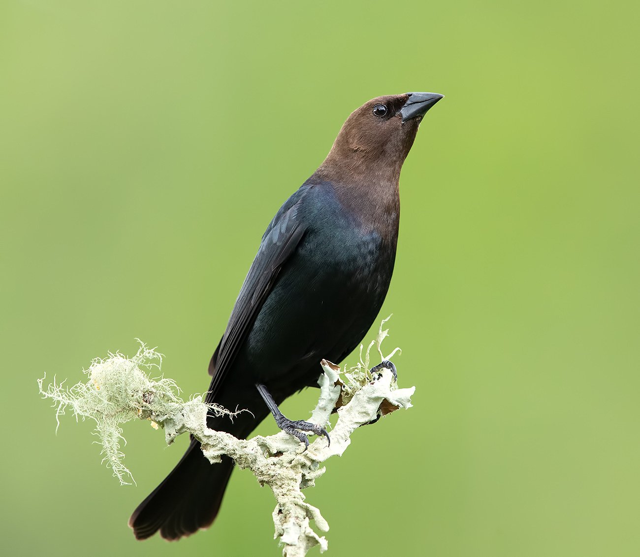 буроголовый коровий трупиал, brown-headed cowbird, трупиал, Elizabeth Etkind