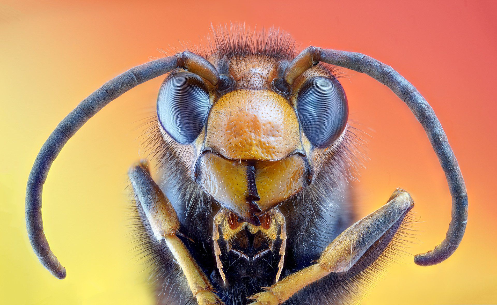 wasp, Pedro Luis Ajuriaguerra Saiz