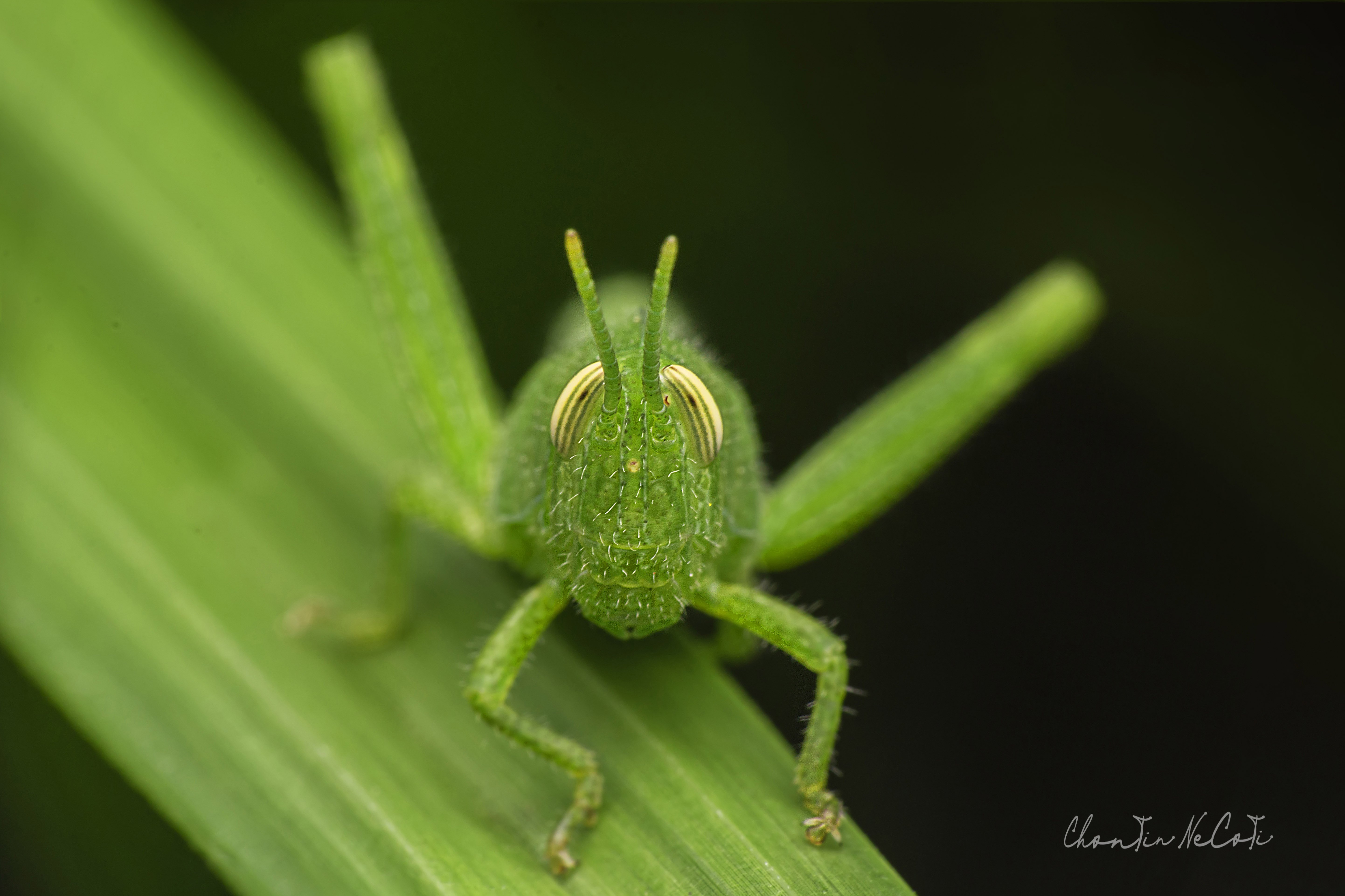 grass, hopper, green, macro, leaf, background nature, animal summer, grass, natural, insect close up, closeup, life color, meadow, white plant, detail, wildlife, garden, environment, bug beautiful, jump, blurrypest, brown, one, spring, outdoor, day, vieww, NeCoTi ChonTin