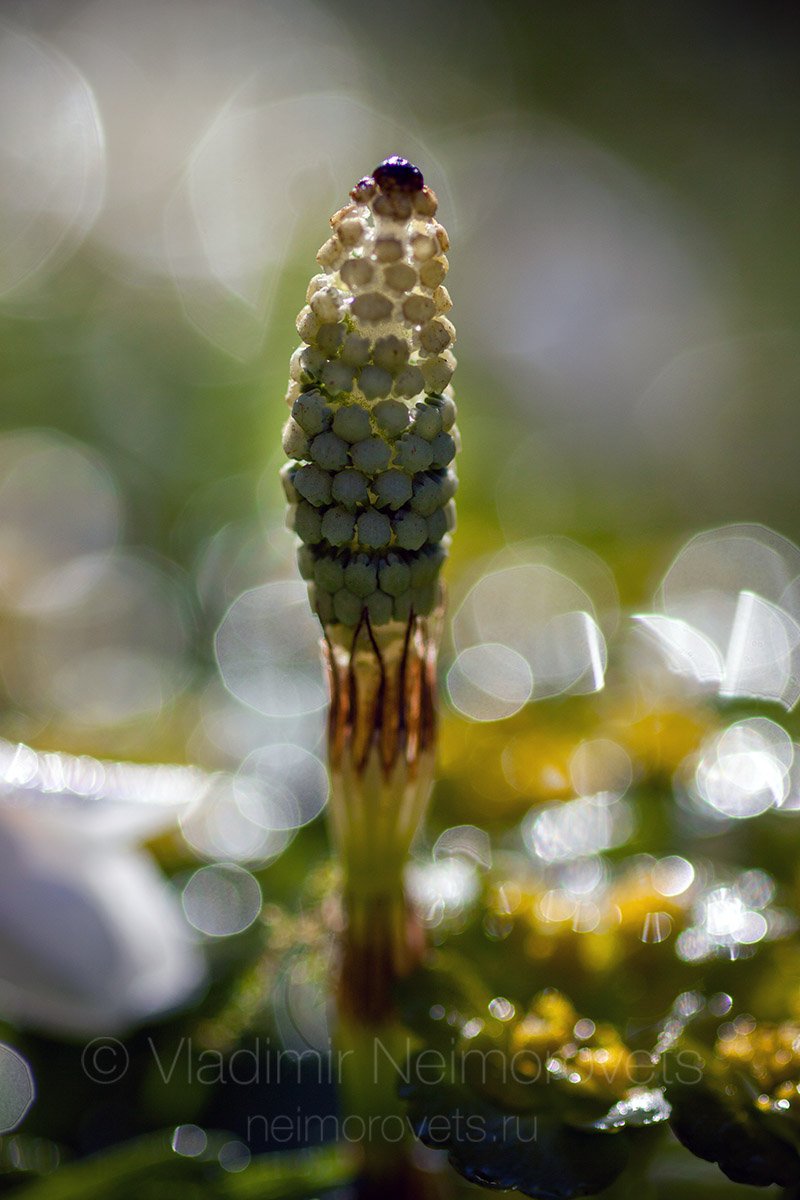 fertile stem, wood horsetail, Equisetum sylvaticum, horsetail, morning, sunlight, dew, patch of reflected light, glare, spring, Владимир Нейморовец