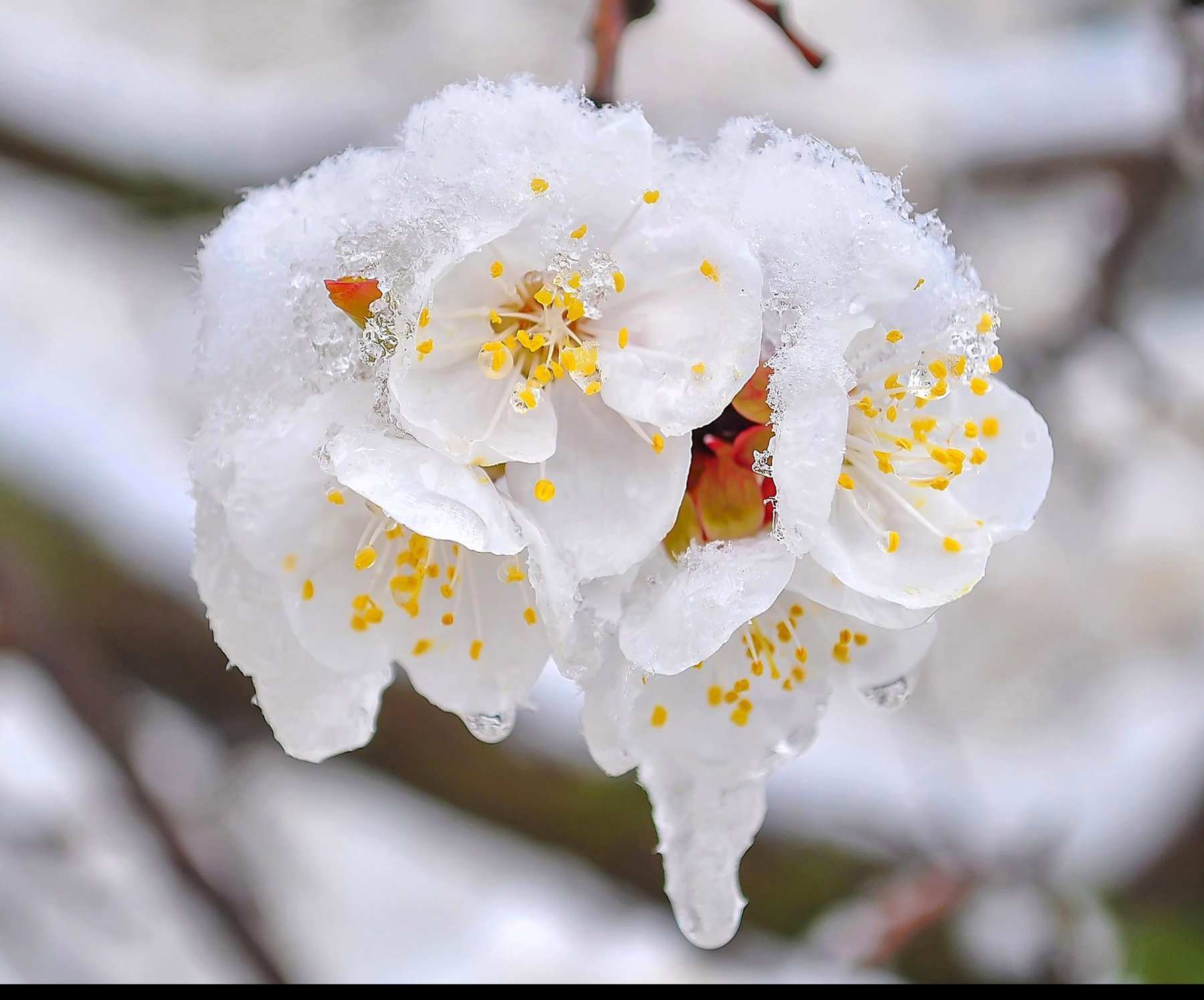 цветы,белые,сады,мороз,льдинки,снег,весна, Владимир Володин