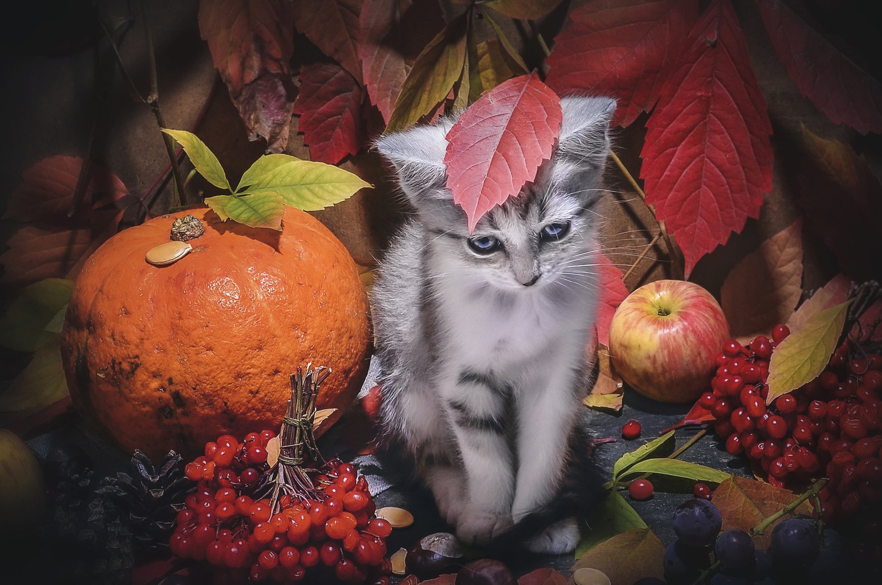 осень,фрукты,овощи,котёнок,грусть,листья, Владимир Володин