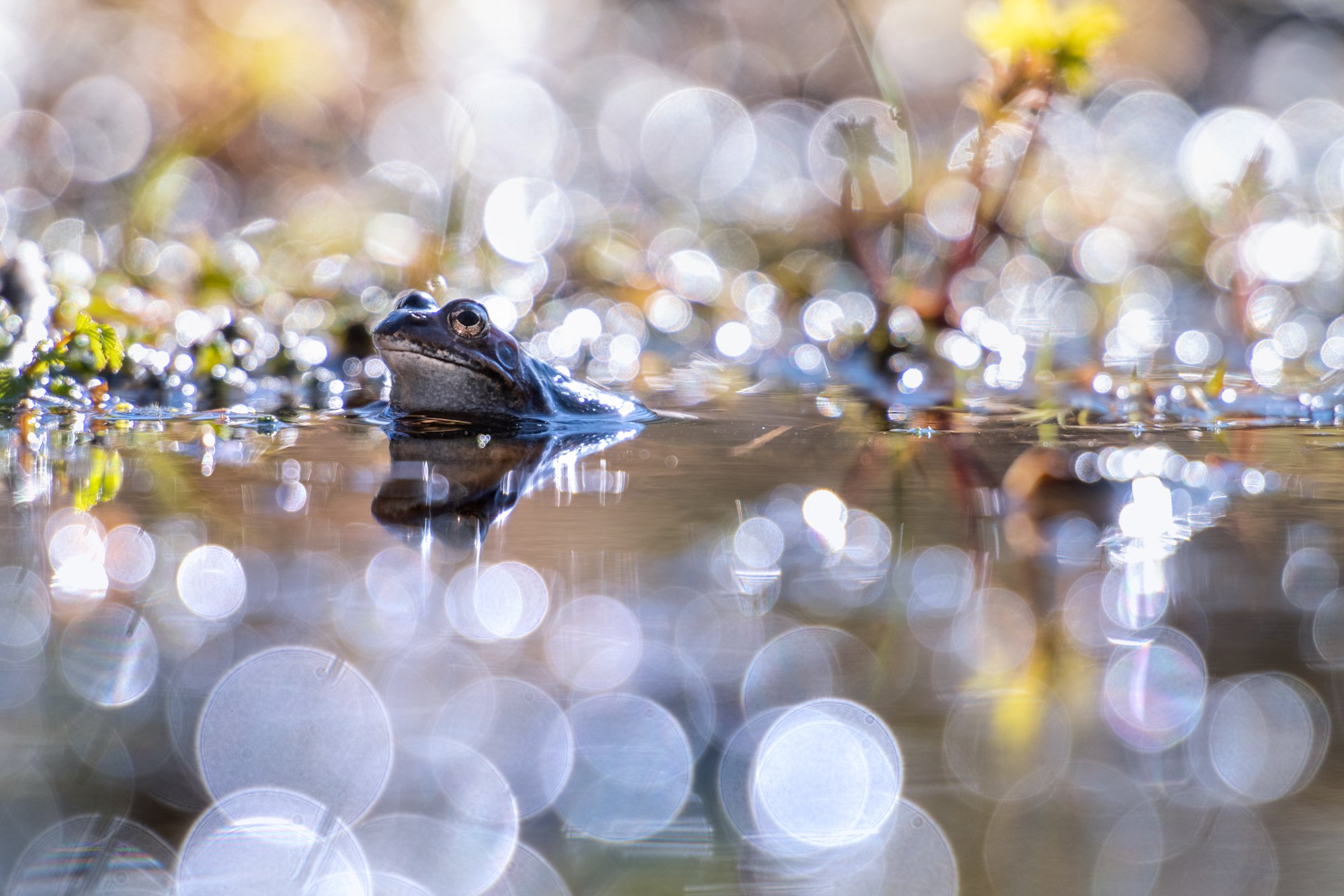 macro, bokeh, vintage lens, nature, frog, fauna, Sylwia Grabinska