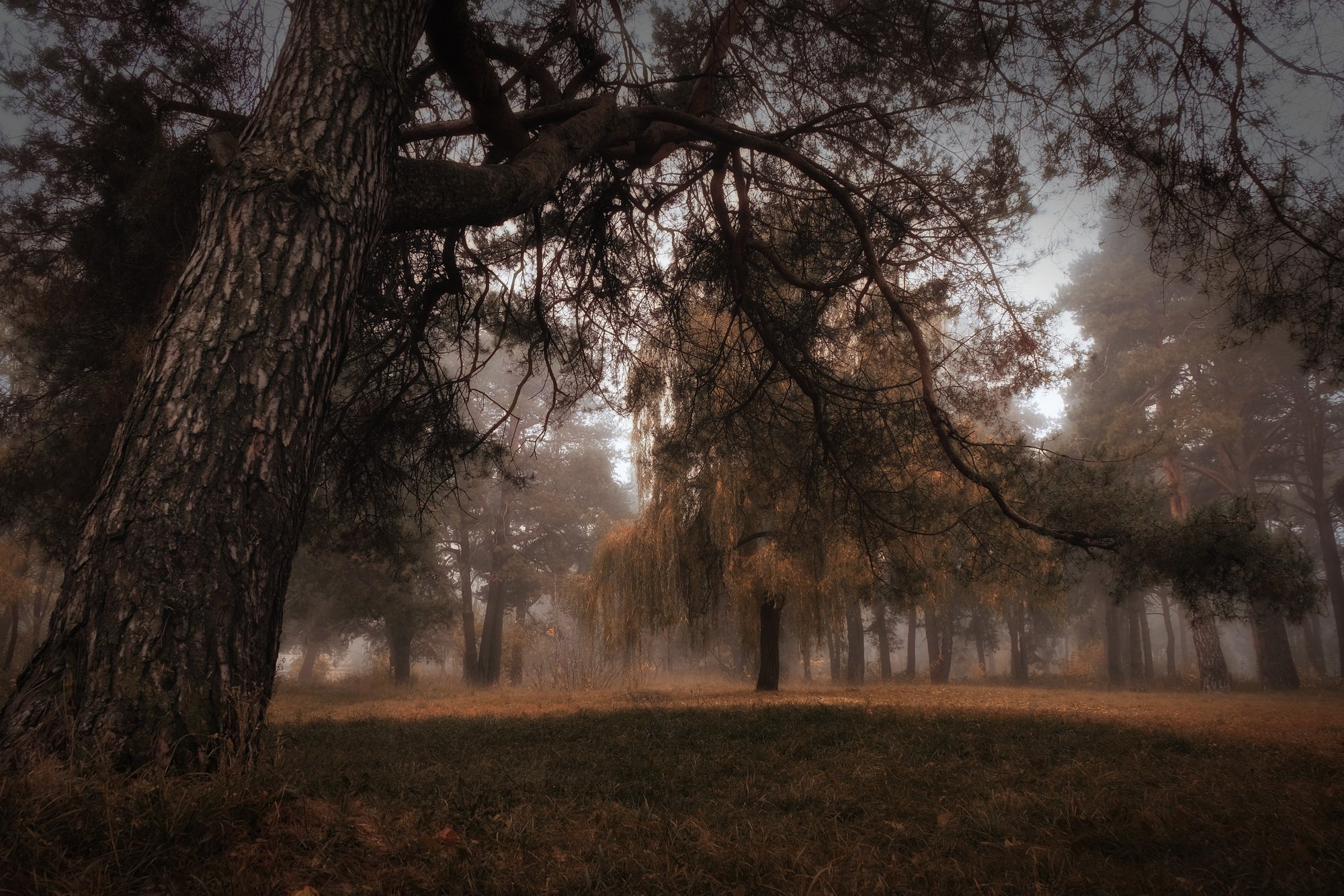 осень, лес, дерево, туман, Иванчиков Дмитрий