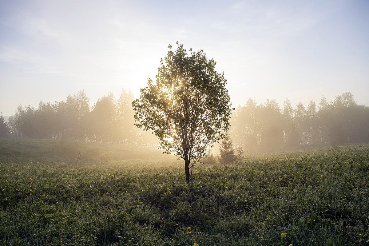 утро, туман, дерево, Владимир Письмак