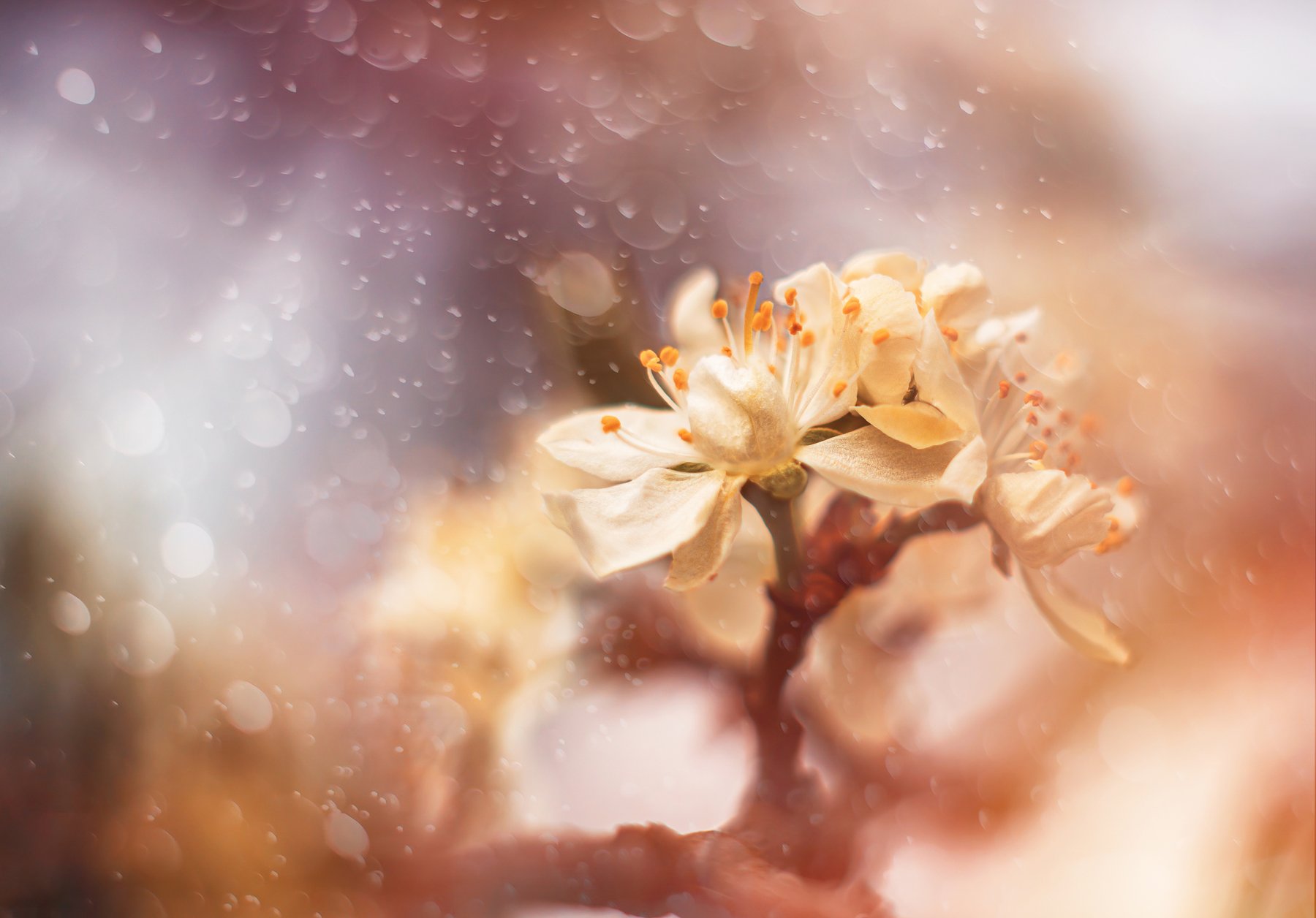 весна природа цветы красота яблоня боке, Анастасия Третьякова