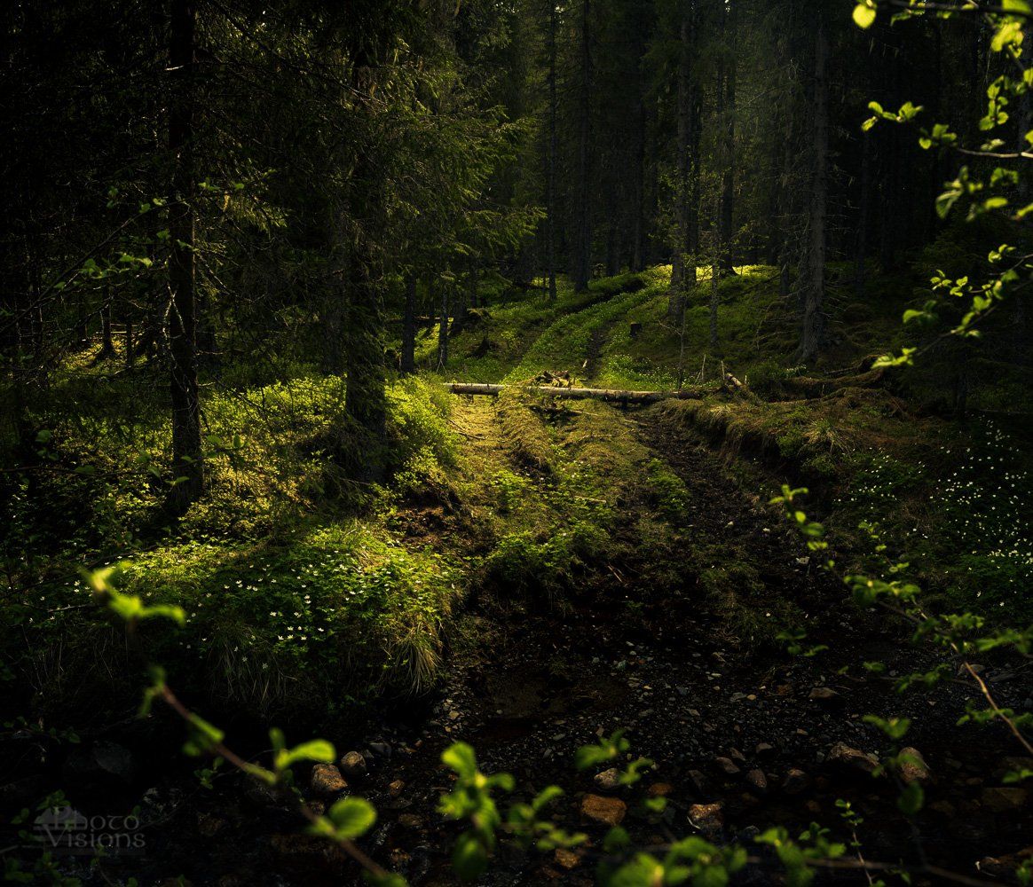 forest,woodland,woods,norway,boreal,norwegian,light,spring,springtime, Adrian Szatewicz