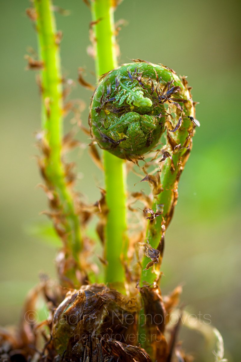 unfurling, fiddlehead, frond, fern, green, close-up, macro, pudomyagi, , gatchina district, leningrad region, russia, Владимир Нейморовец