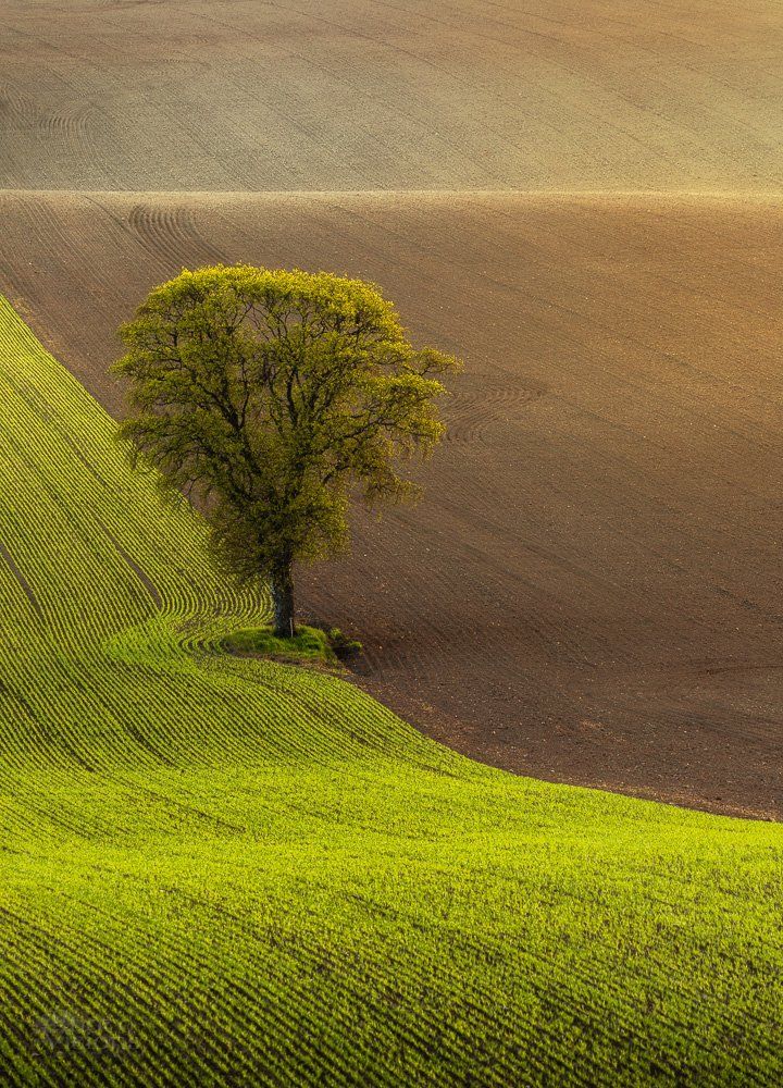 tree,springtime,lonely,field,color,norway,norwegian,, Adrian Szatewicz